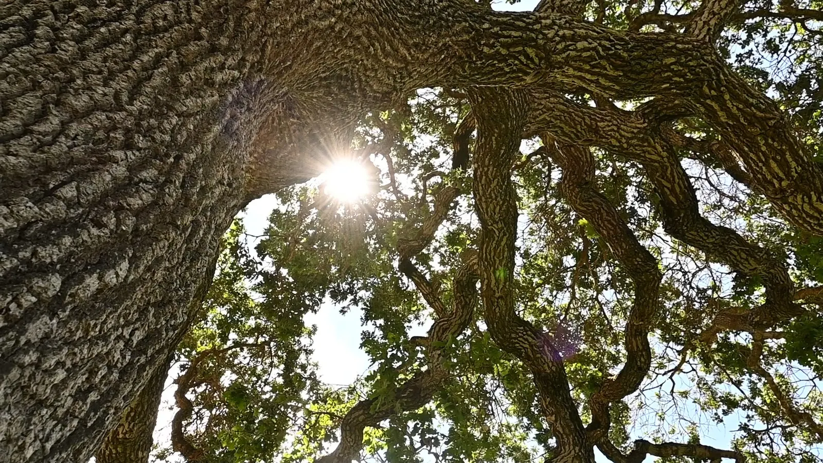 Coast Live Oak (Quercus agrifolia) — The Coast Live Oak (Quercus agrifolia) is an iconic evergreen tree synonymous with the Californian landscape, image 55