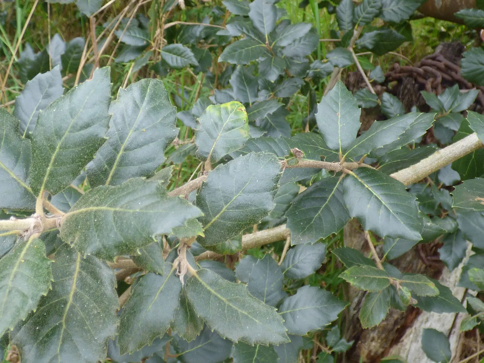 Coast Live Oak (Quercus agrifolia) — <br><br>Equipped with thick
