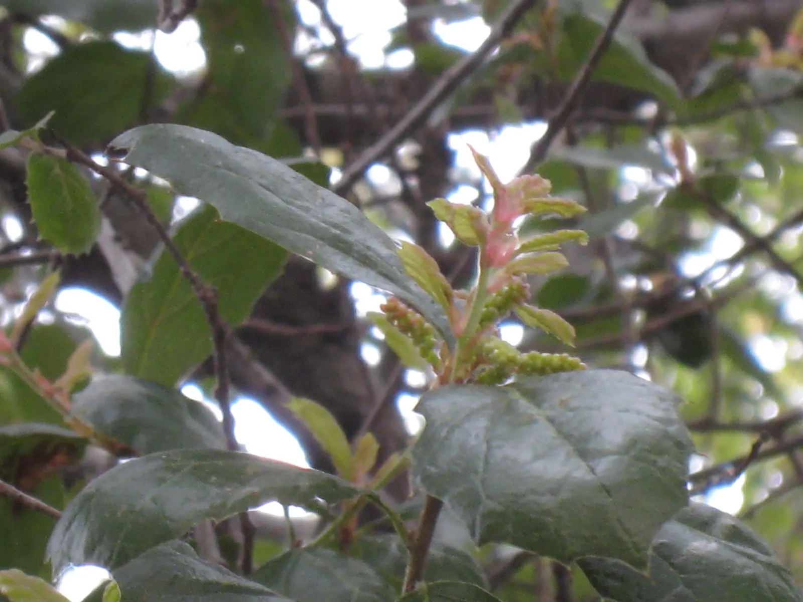 Coast Live Oak (Quercus agrifolia) — often living for centuries