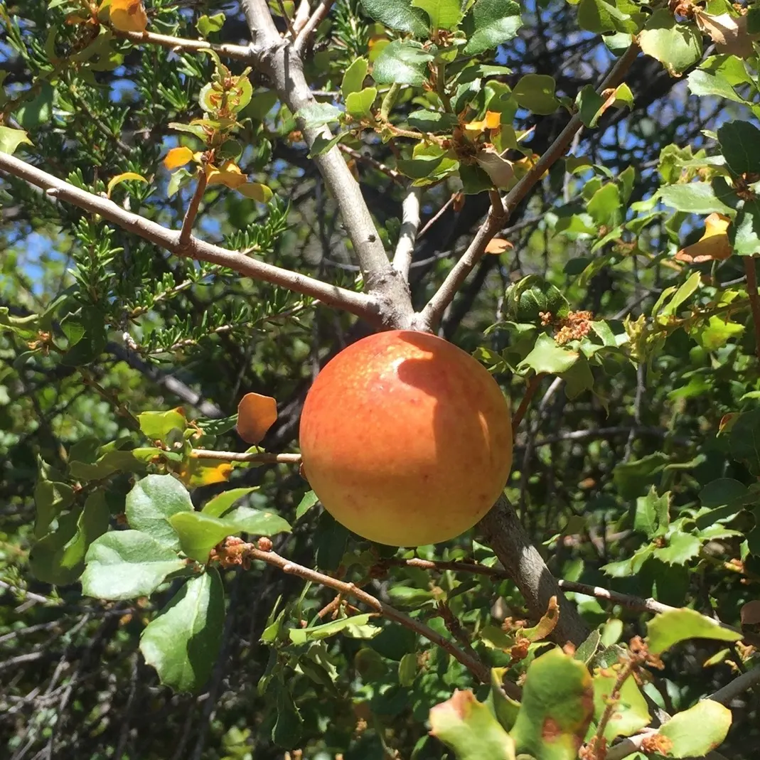 Coast Live Oak (Quercus agrifolia) — favoring the coastal regions where it can spread its robust