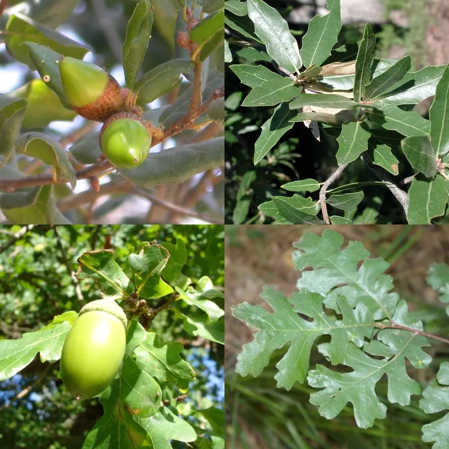 Coast Live Oak (Quercus agrifolia) — leathery leaves that are dark green on top and a paler hue underneath