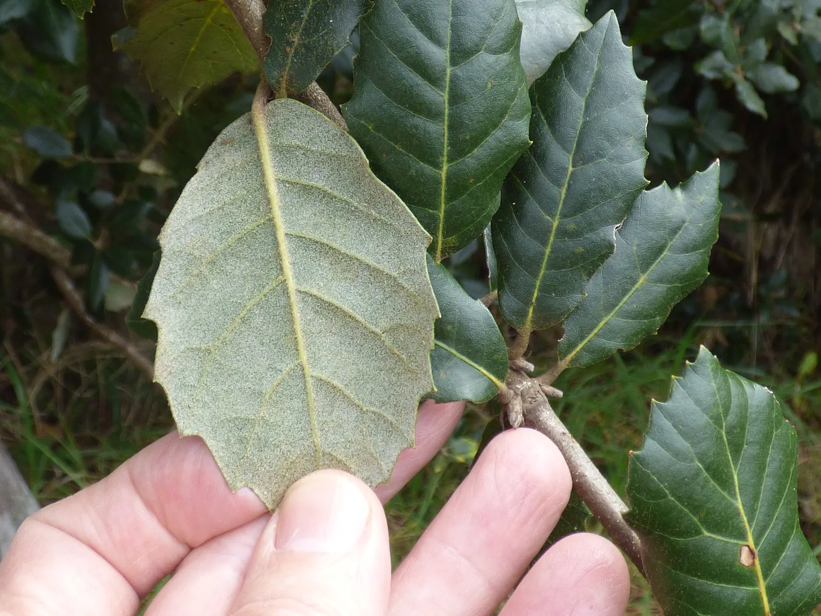 Coast Live Oak (Quercus agrifolia) — Mature specimens reach monumental sizes