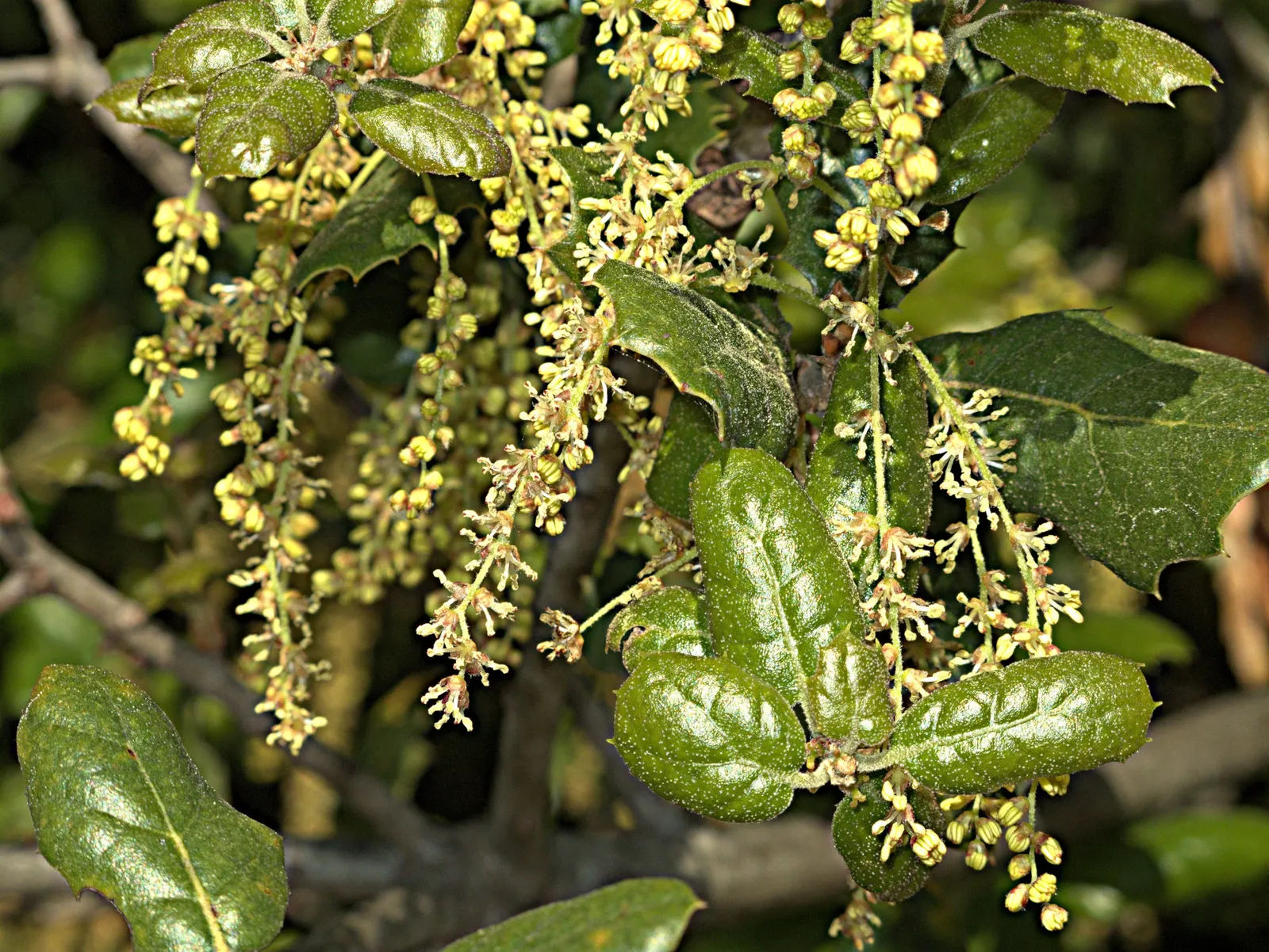 Coast Live Oak (Quercus agrifolia) — the tree produces inconspicuous yellowish catkins