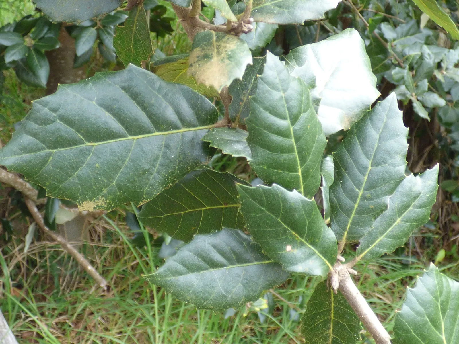Coast Live Oak (Quercus agrifolia) — though some have been known to surpass these dimensions