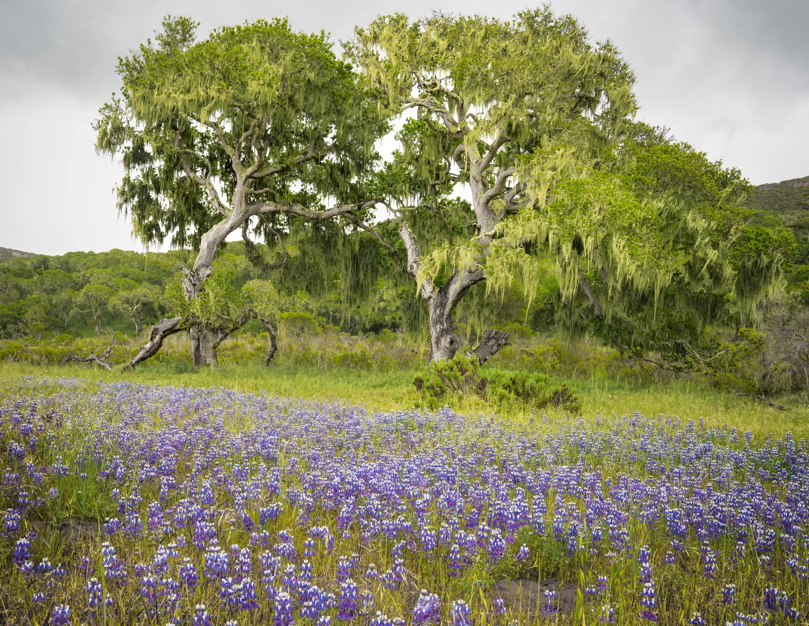 Coast Live Oak (Quercus agrifolia) — This resilient tree has a widespread crown reaching 20-70 feet in height with an equal or greater spread; mature specimens