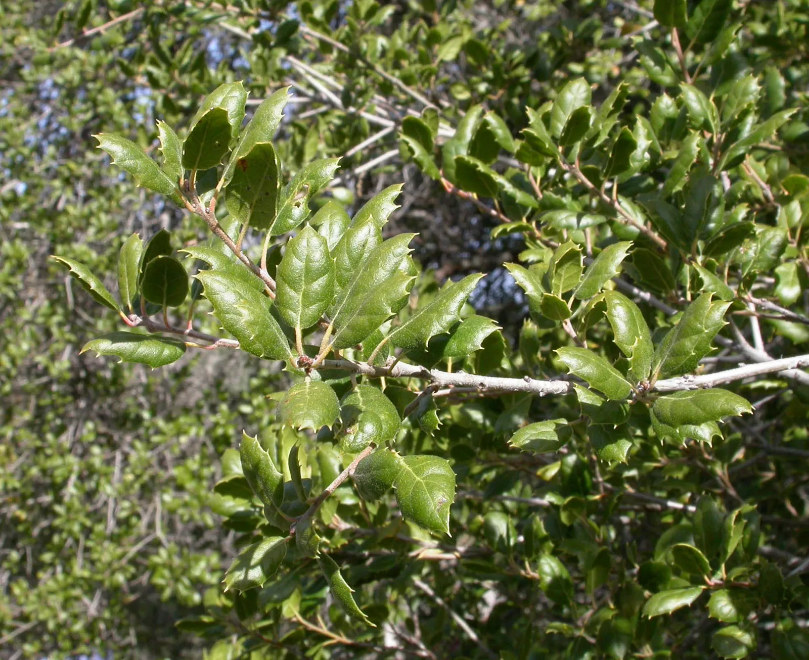 Coast Live Oak (Quercus agrifolia) — planting a Coast Live Oak is an investment in the landscape's future; the Coast Live Oak (Quercus agrifolia) is an iconic