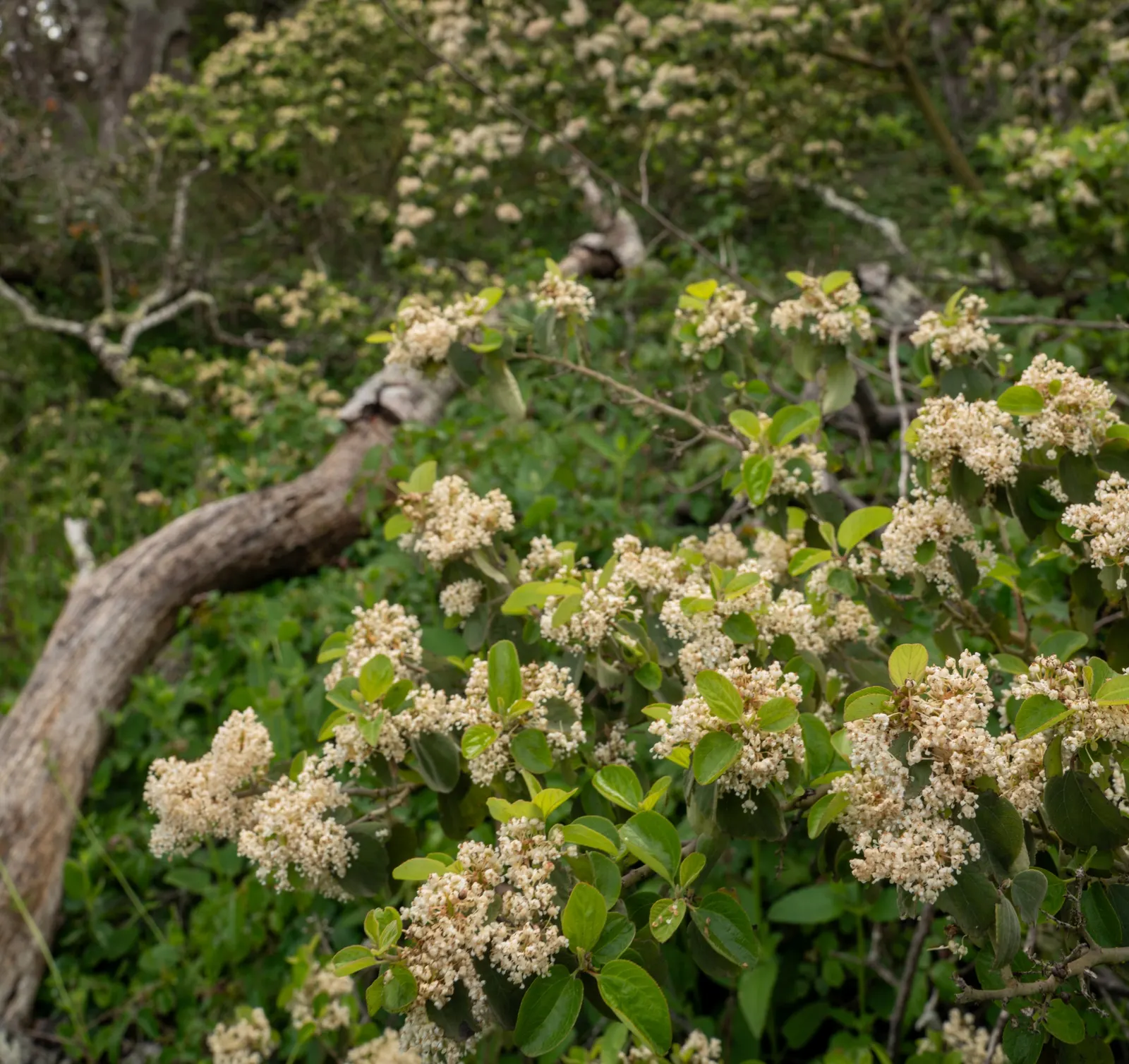 Coast Live Oak (Quercus agrifolia) — The Coast Live Oak (Quercus agrifolia) is an iconic evergreen tree synonymous with the Californian landscape; planting a