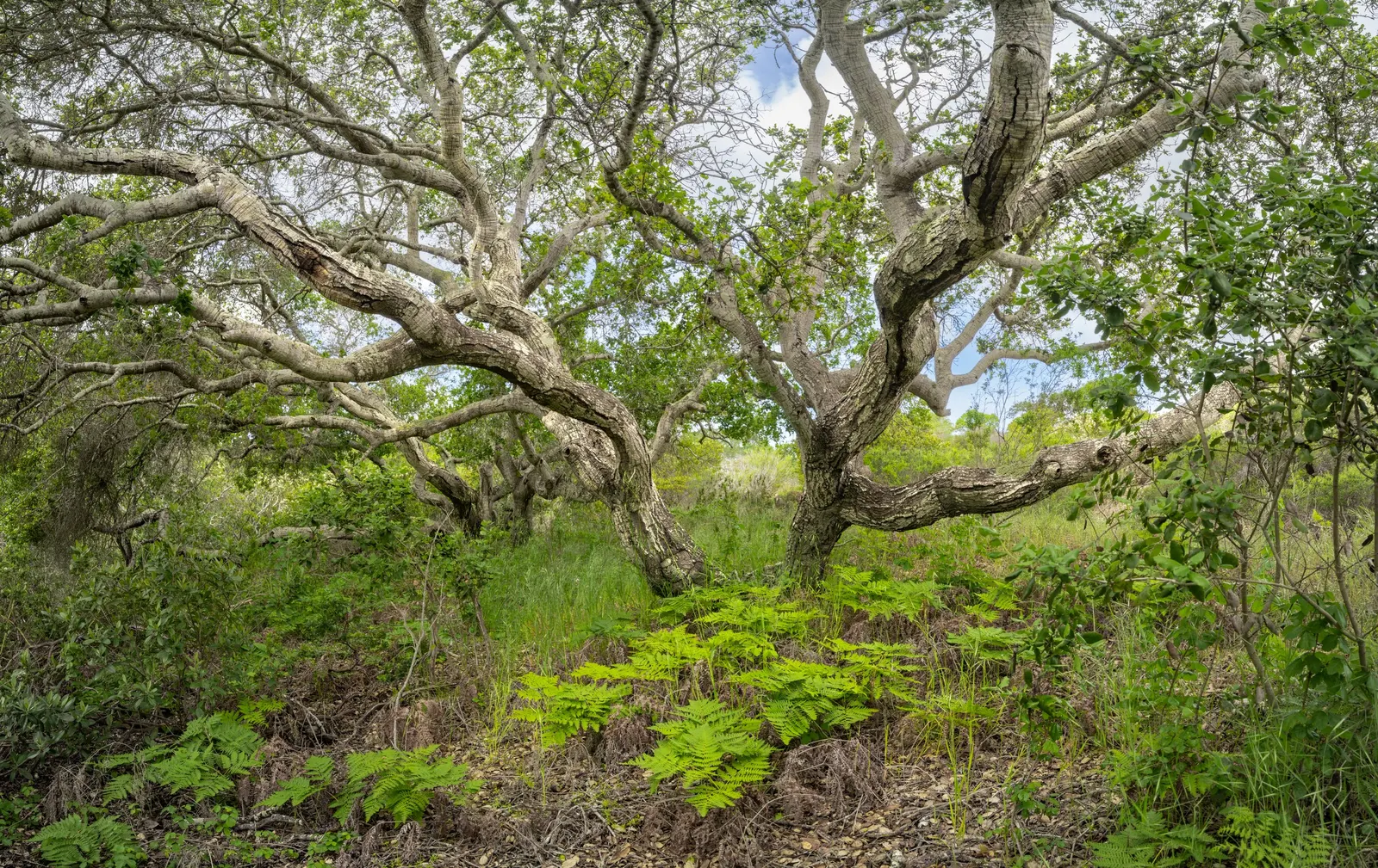 Coast Live Oak (Quercus agrifolia) — it requires well-drained soil; it thrives in USDA zones 9 to 11