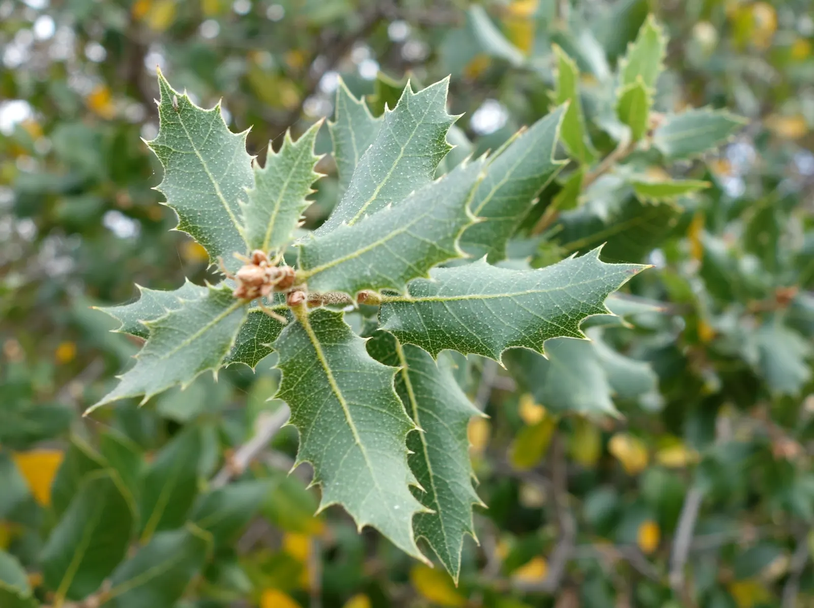 Coast Live Oak (Quercus agrifolia) — tree for full; often living for centuries