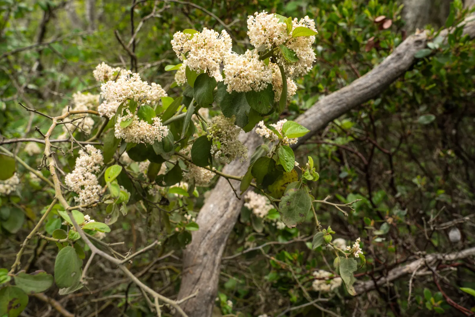 Coast Live Oak (Quercus agrifolia) — making it a robust choice for diverse landscapes; leathery leaves that are dark green on top and a paler hue underneath
