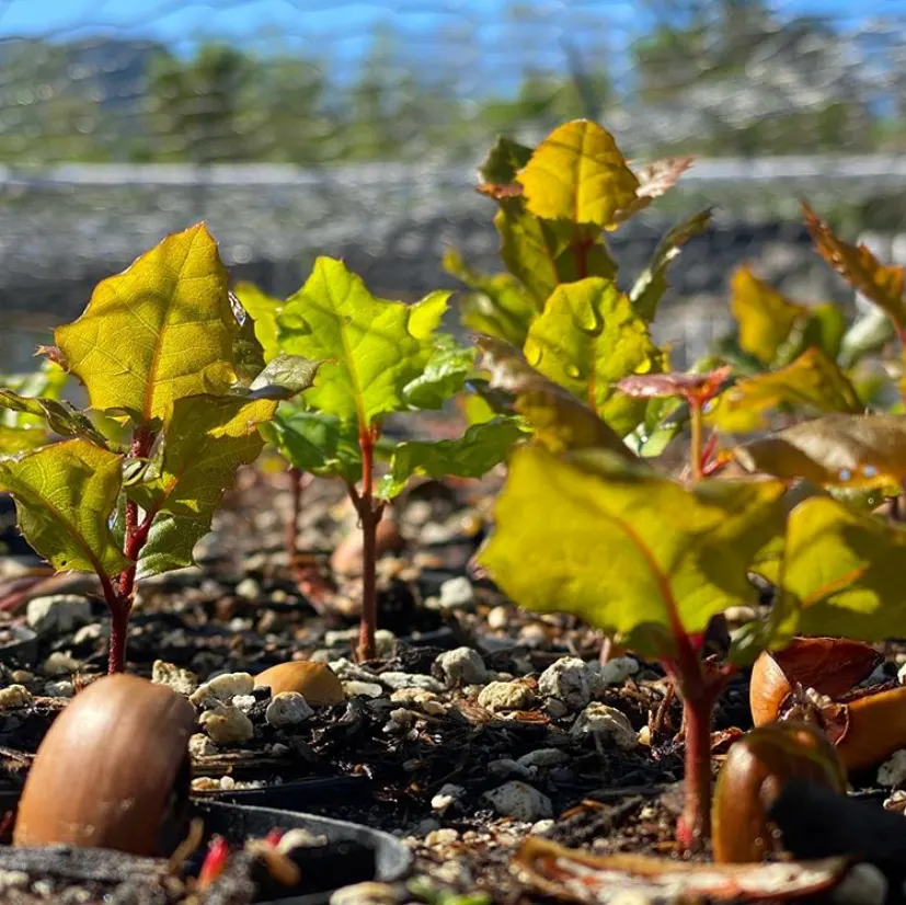 Coast Live Oak (Quercus agrifolia) — Drought-tolerant once established; quercus agrifolia, commonly known as the Coast Live Oak, is an evergreen oak native to