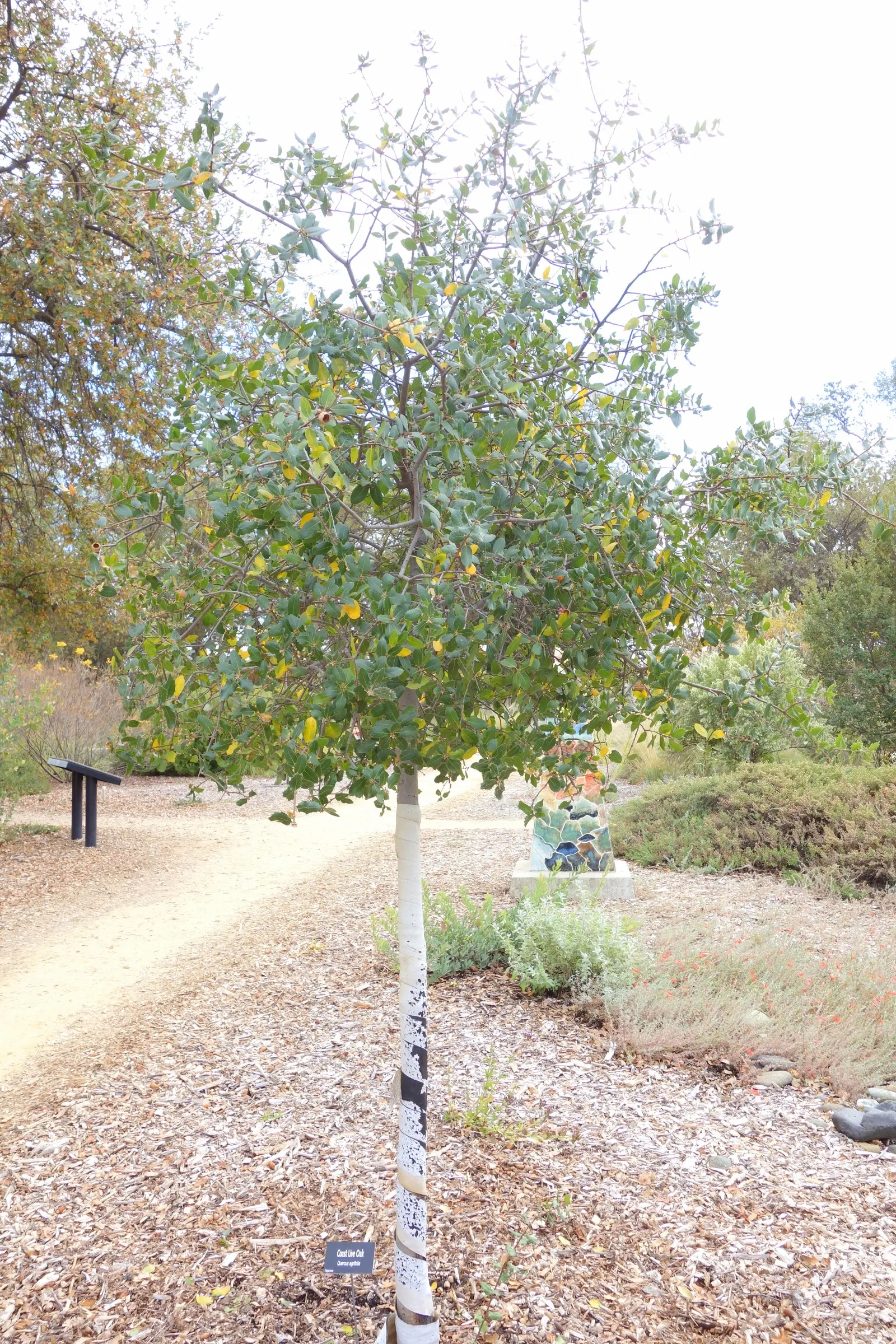 Coast Live Oak (Quercus agrifolia) — Its dark green, holly-like leaves and acorns are vital for wildlife; the tree produces inconspicuous yellowish, image 51