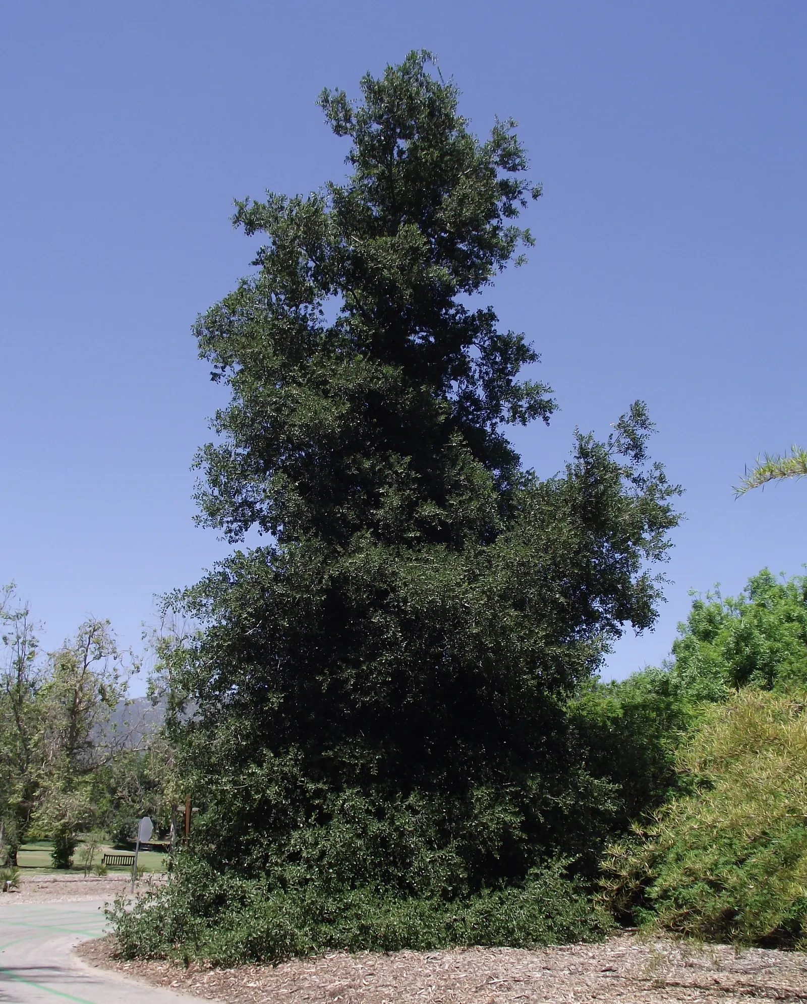 Coast Live Oak (Quercus agrifolia) — Mature specimens reach monumental sizes; this resilient tree has a widespread crown reaching 20-70 feet in, image 59