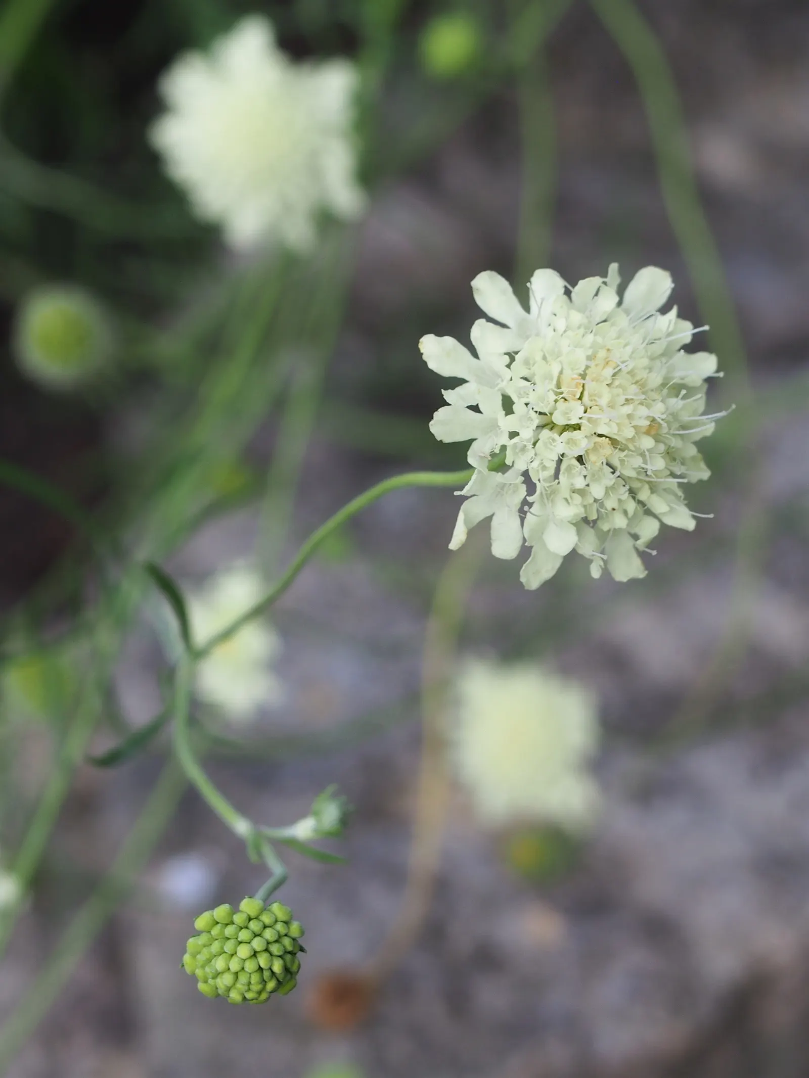 Pin-Cushion Flower (Scabiosa Ochroleuca) — white flowers in the garden; space plants approximately 12-18 inches apart for a stunning display, image 67