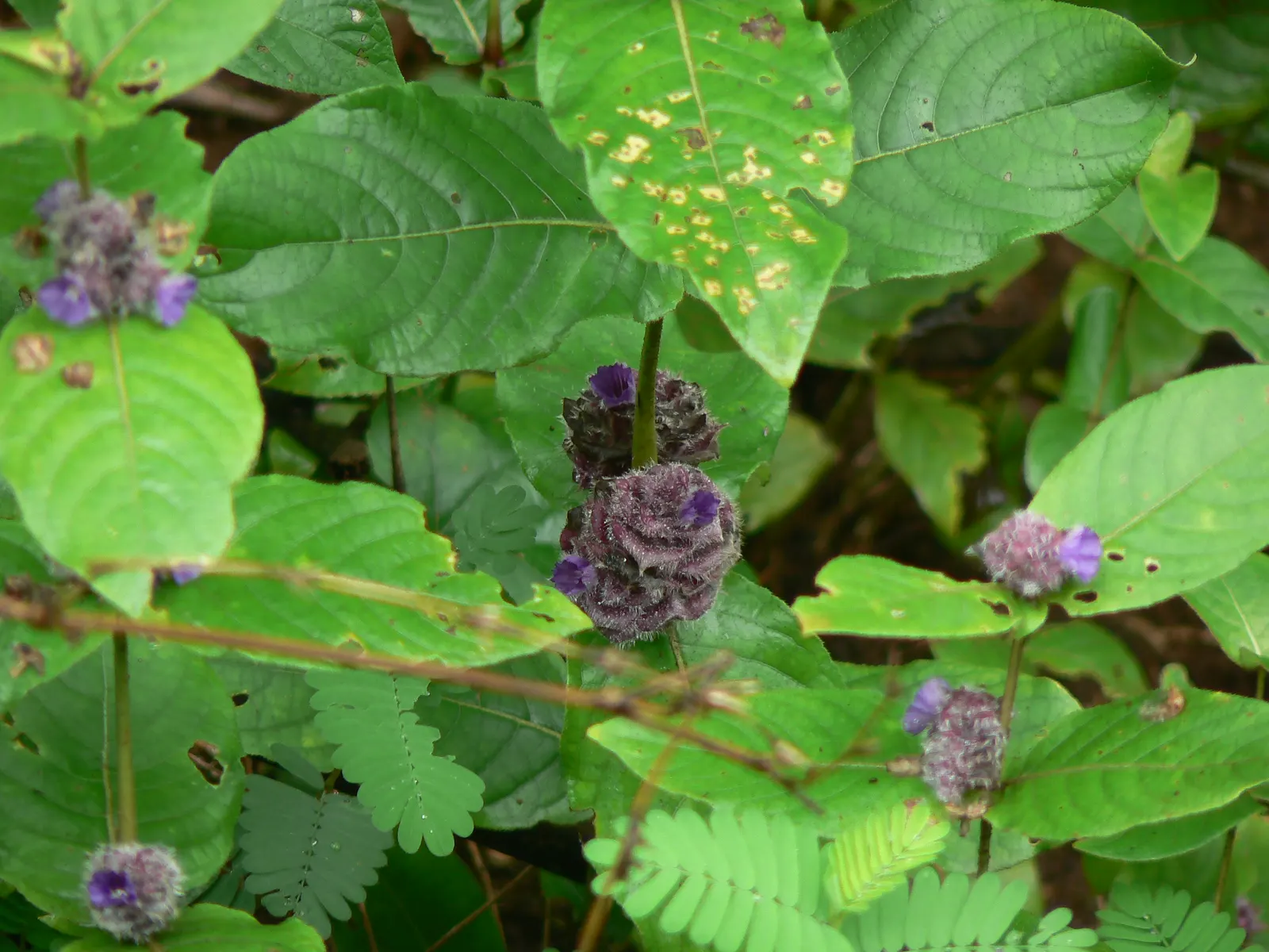 Pin-Cushion Flower (Scabiosa Ochroleuca) — imitating pins stuck in a cushion; bringing a prolonged period of interest to the garden.<br><br>For optimal growth