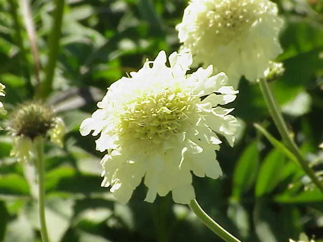 Pin-Cushion Flower (Scabiosa Ochroleuca) — bringing a prolonged period of interest to the garden.<br><br>For optimal growth; they thrive in full, image 106