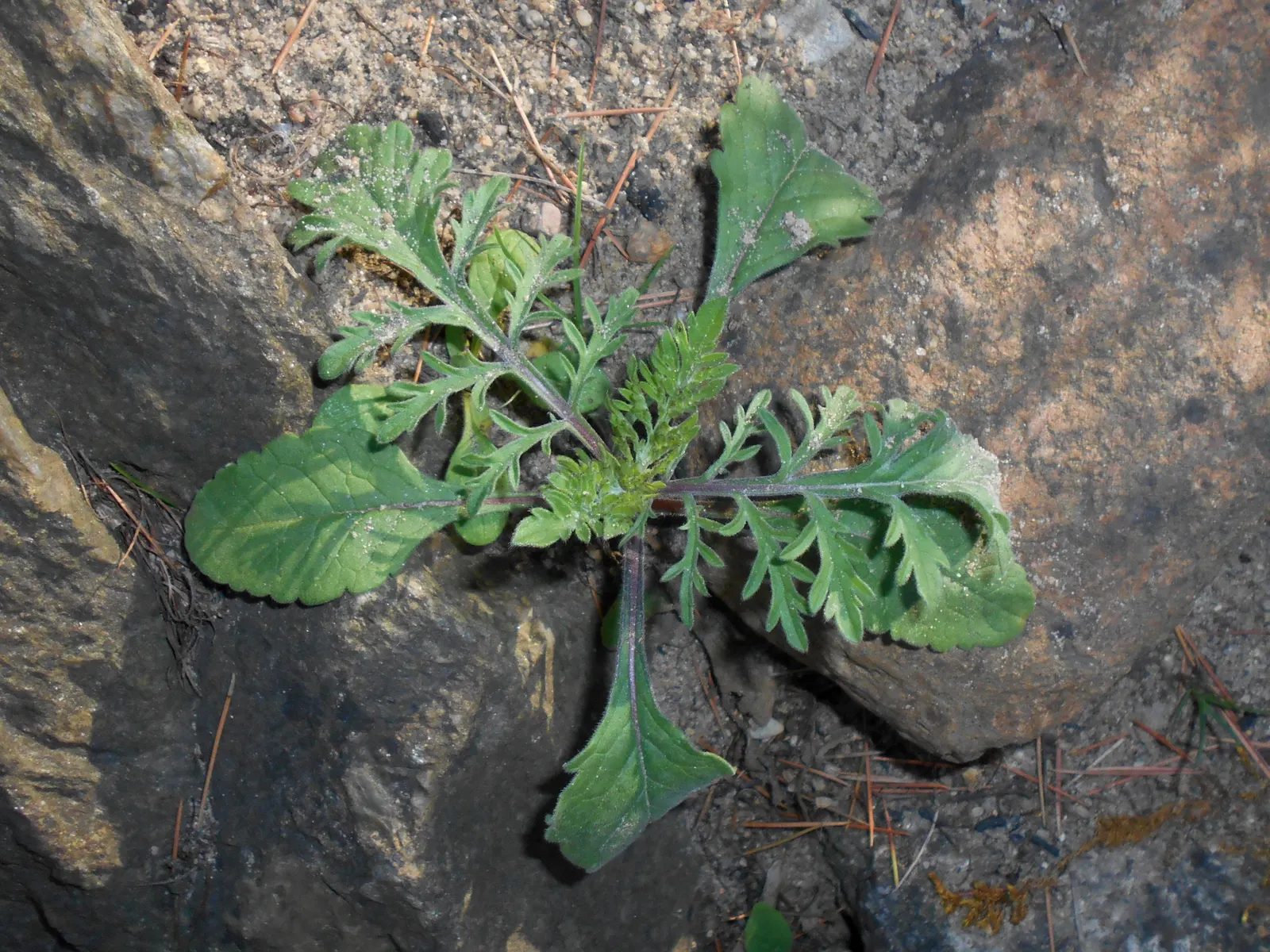 Pin-Cushion Flower (Scabiosa Ochroleuca) — with an overall grayish-green tint; and its attraction to pollinators such as butterflies and bees, image 82