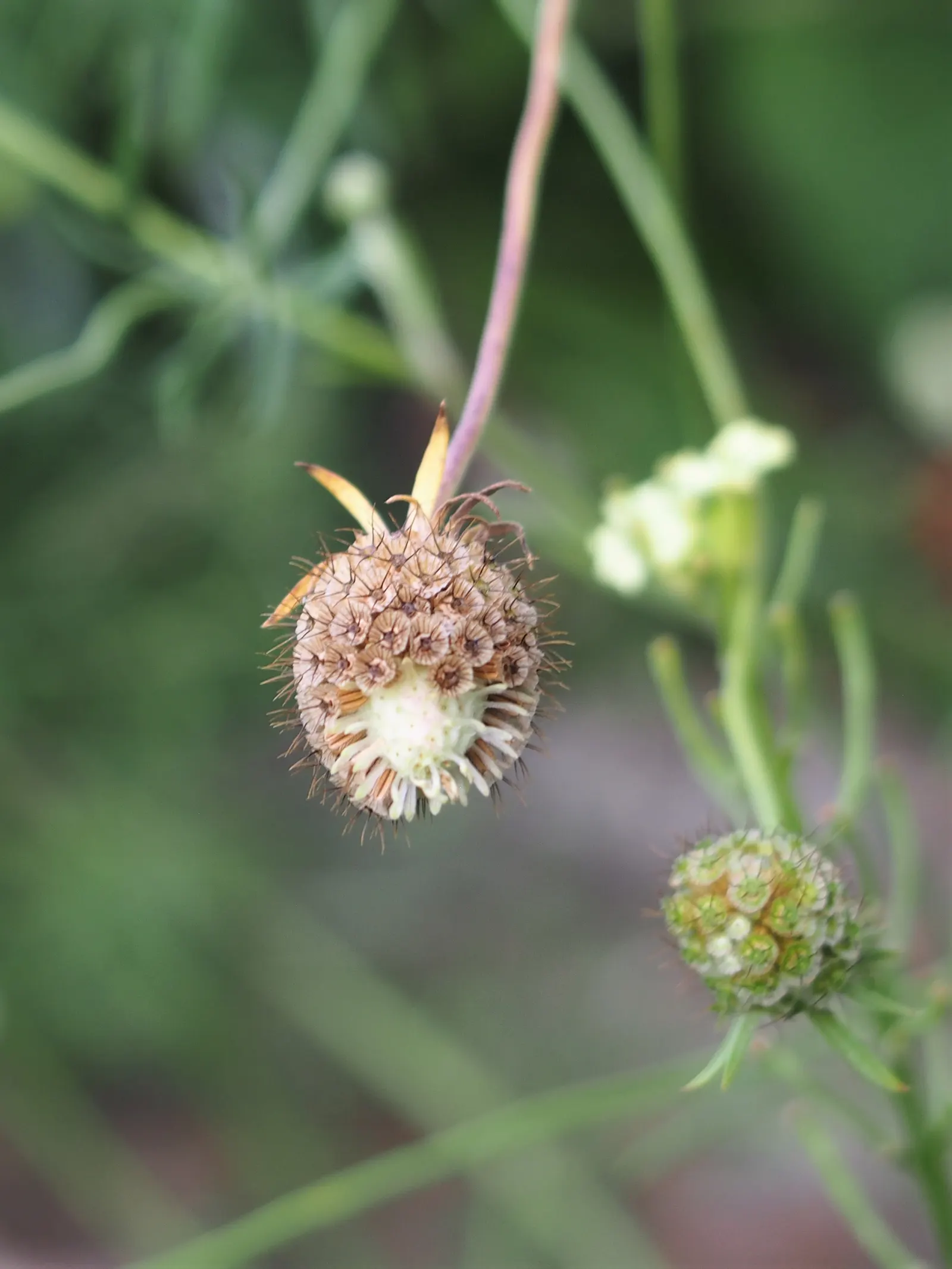 Pin-Cushion Flower (Scabiosa Ochroleuca) — The Pin-Cushion Flower, Scabiosa ochroleuca, is a charming perennial reaching heights of 24-36 inches; this plant is
