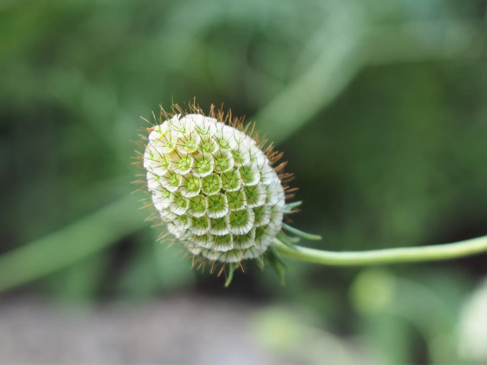 Pin-Cushion Flower (Scabiosa Ochroleuca) — Scabiosa ochroleuca prefers well-drained soil and a sunny location; partial shade is also tolerable, image 84