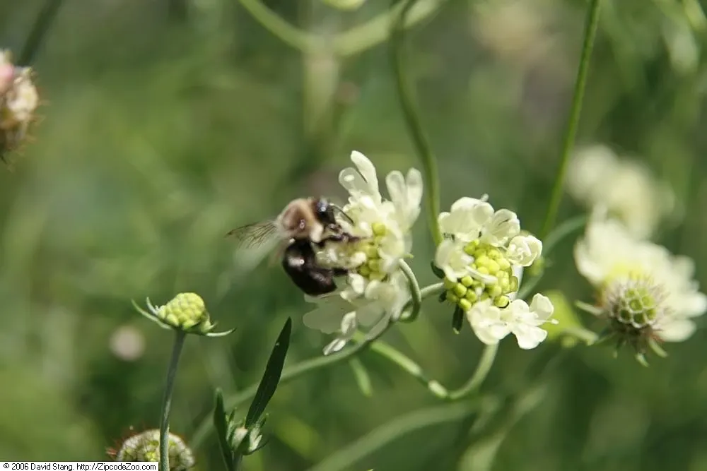 Pin-Cushion Flower (Scabiosa Ochroleuca) — Its unique creamy-yellow blooms resemble pin cushions atop slender stems, blooming from June to, image 94