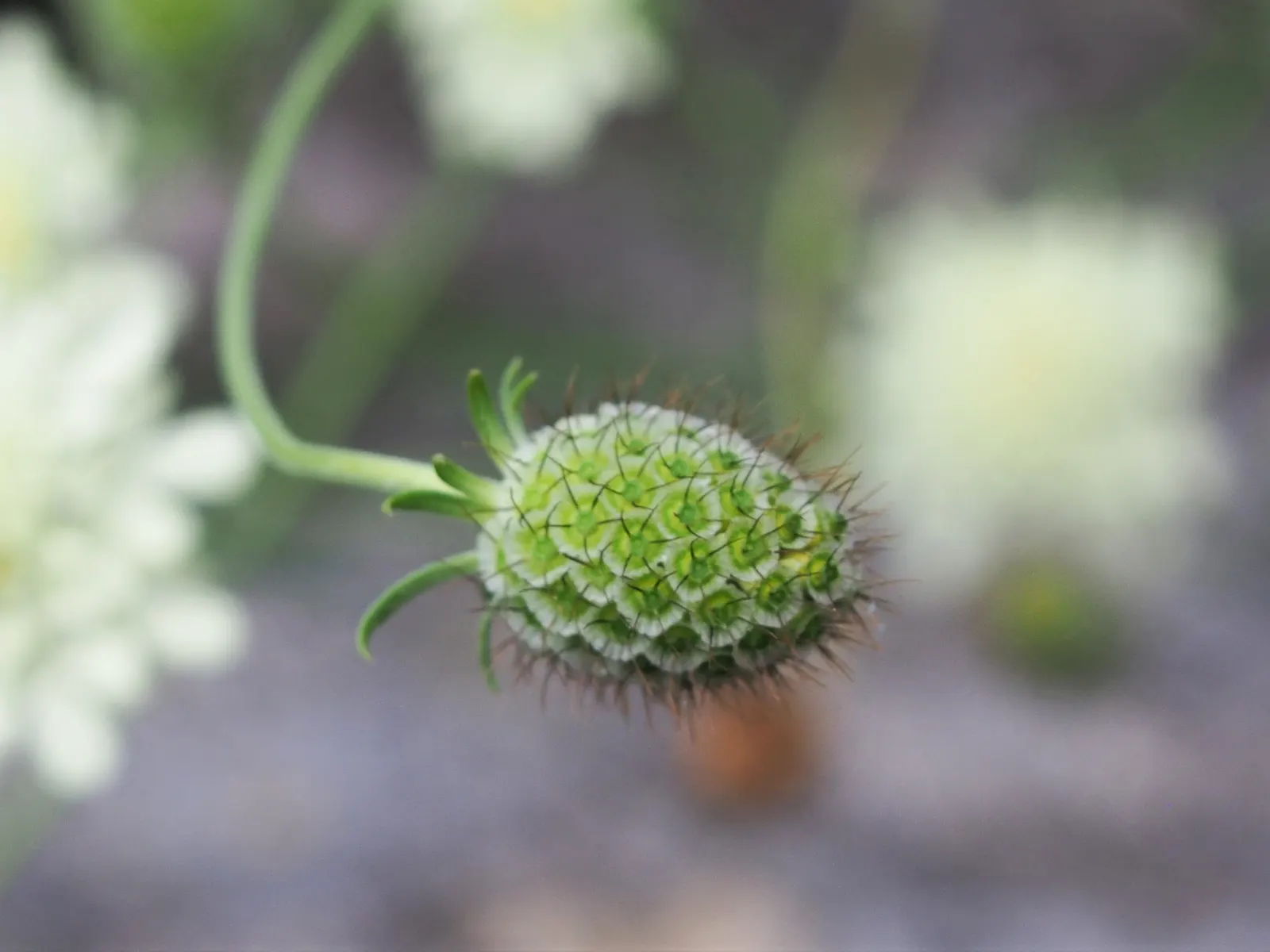 Pin-Cushion Flower (Scabiosa Ochroleuca) — perennial for full; making it both a beautiful and ecological choice for your landscape design