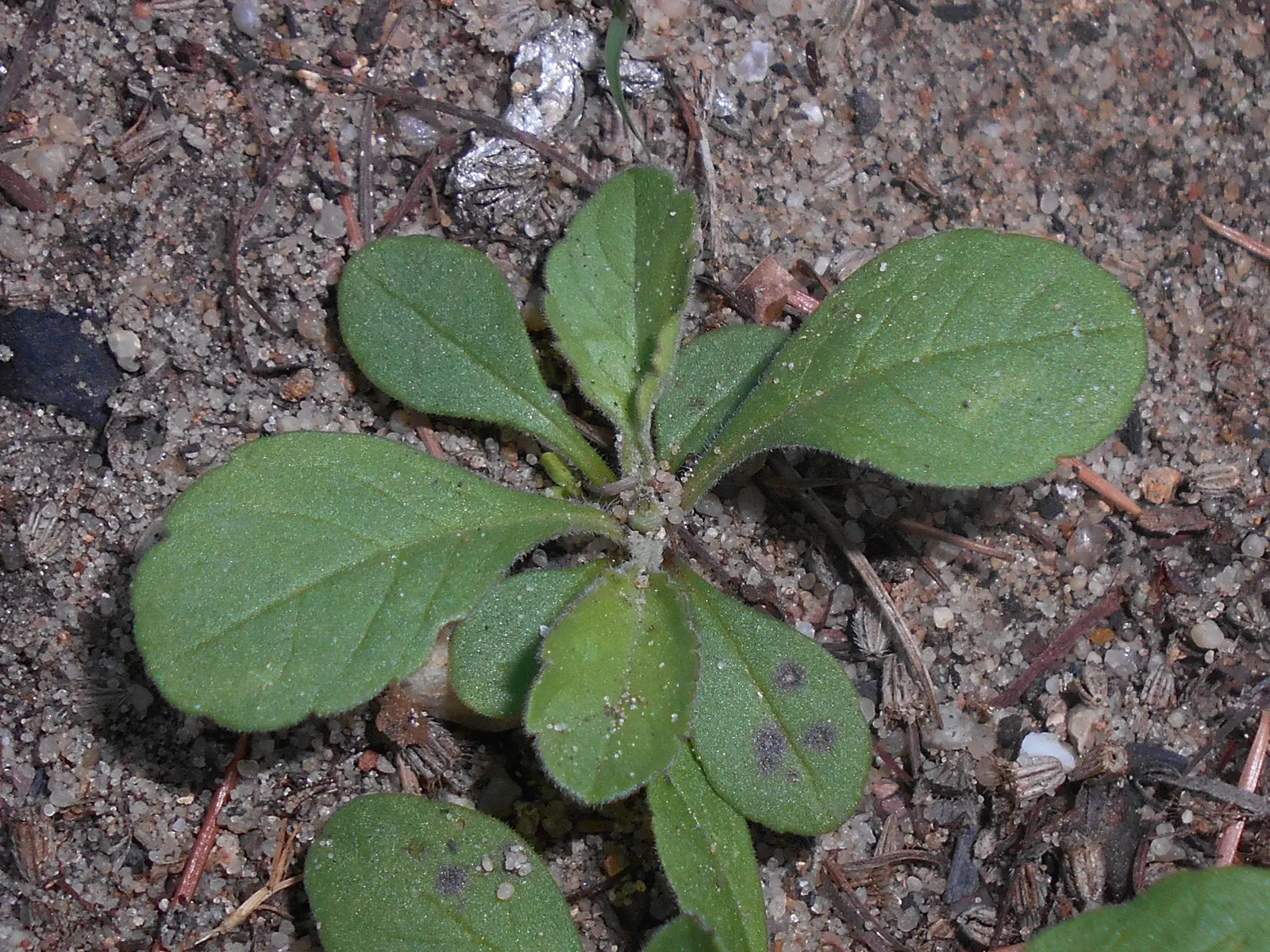 Pin-Cushion Flower (Scabiosa Ochroleuca) — while being relatively deer-resistant; imitating pins stuck in a cushion, image 74