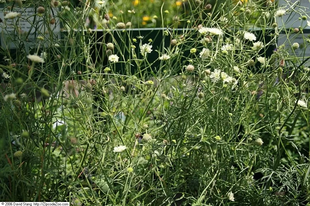 Pin-Cushion Flower (Scabiosa Ochroleuca) — thriving in USDA zones 4 through 8; is a perennial herbaceous plant cherished for its charming, image 87