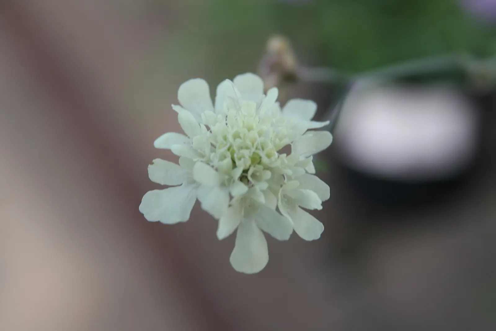 Pin-Cushion Flower (Scabiosa Ochroleuca) — Scabiosa ochroleuca prefers well-drained soil and a sunny location; partial shade is also tolerable, image 107