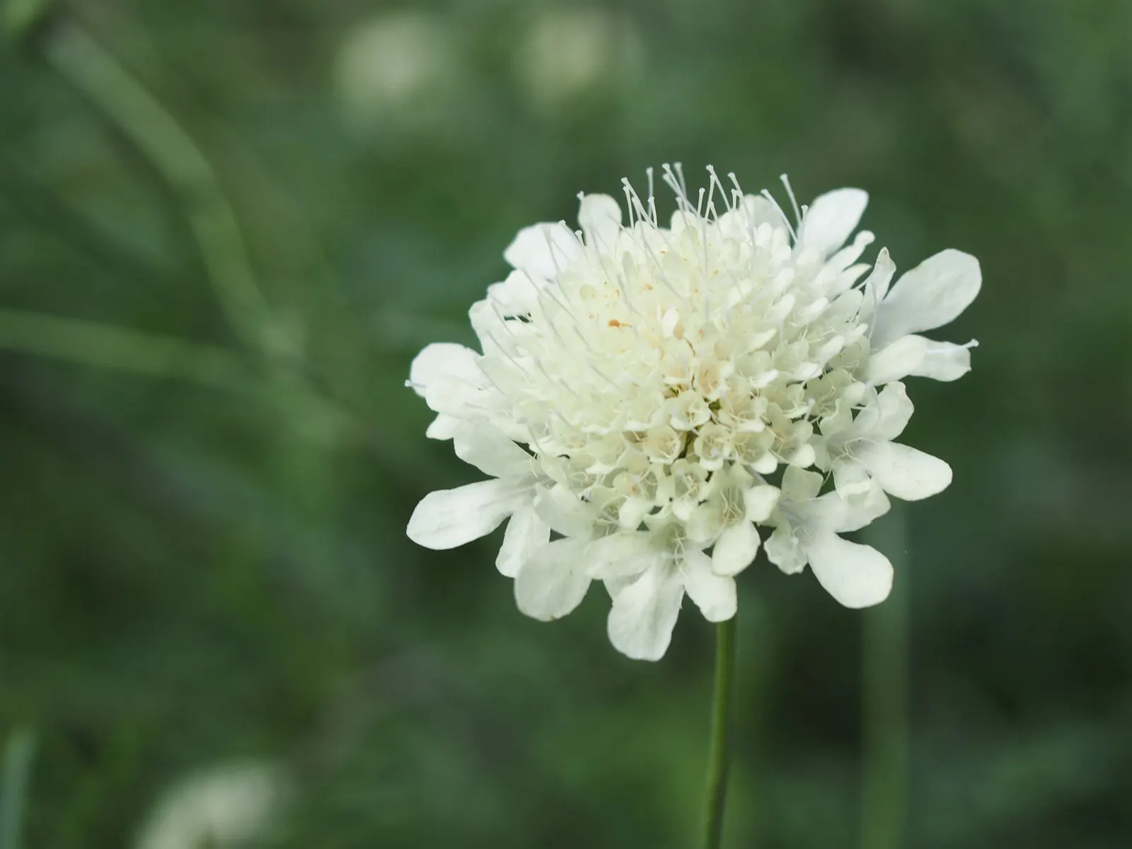 Pin-Cushion Flower (Scabiosa Ochroleuca) — bringing a prolonged period of interest to the garden.<br><br>For optimal growth; they thrive in full, image 60