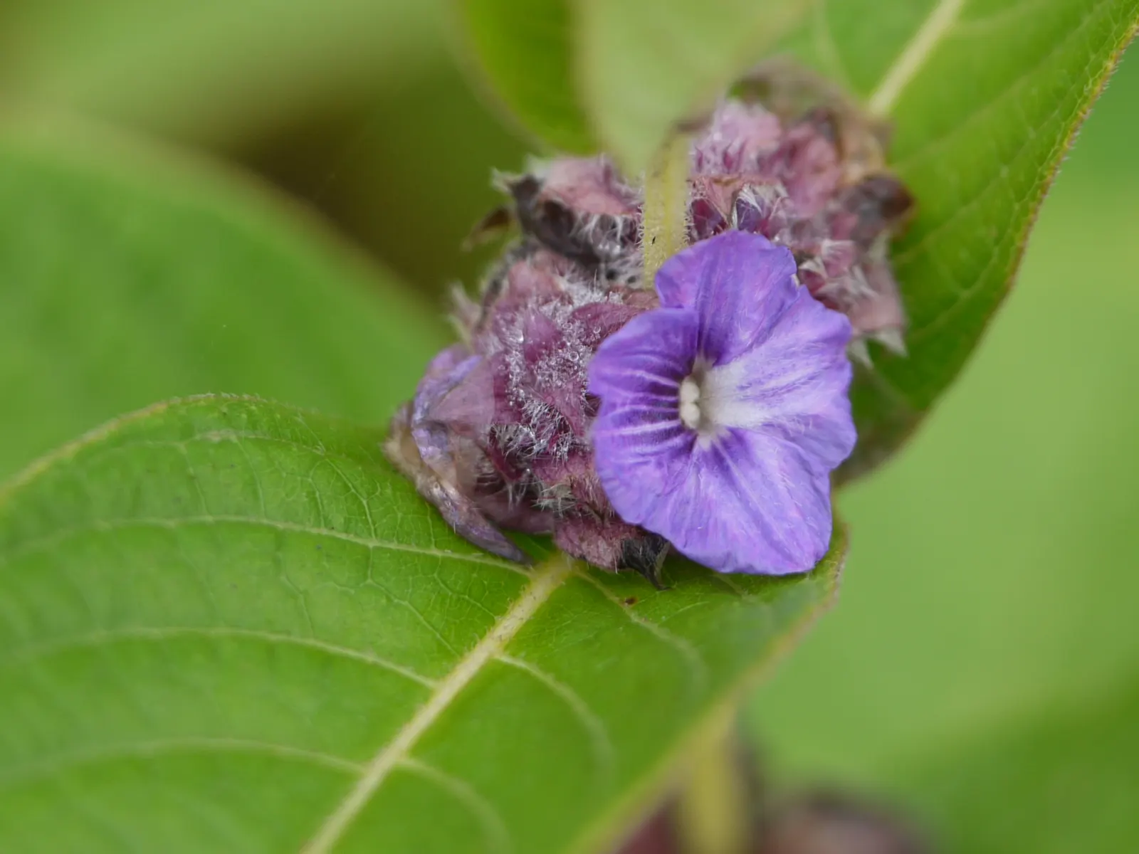 Pin-Cushion Flower (Scabiosa Ochroleuca) — scientifically recognized as Scabiosa ochroleuca; perennial for full, image 99