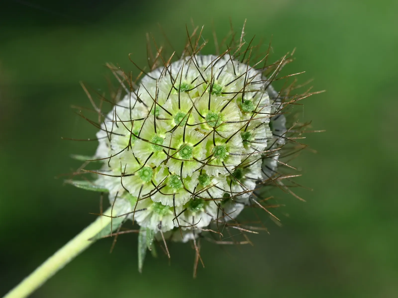 Pin-Cushion Flower (Scabiosa Ochroleuca) — and its attraction to pollinators such as butterflies and bees; scabiosa ochroleuca prefers well-drained, image 111