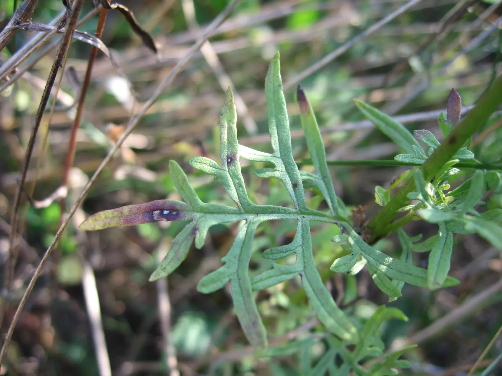 Pin-Cushion Flower (Scabiosa Ochroleuca) — The foliage consists of compound green leaves