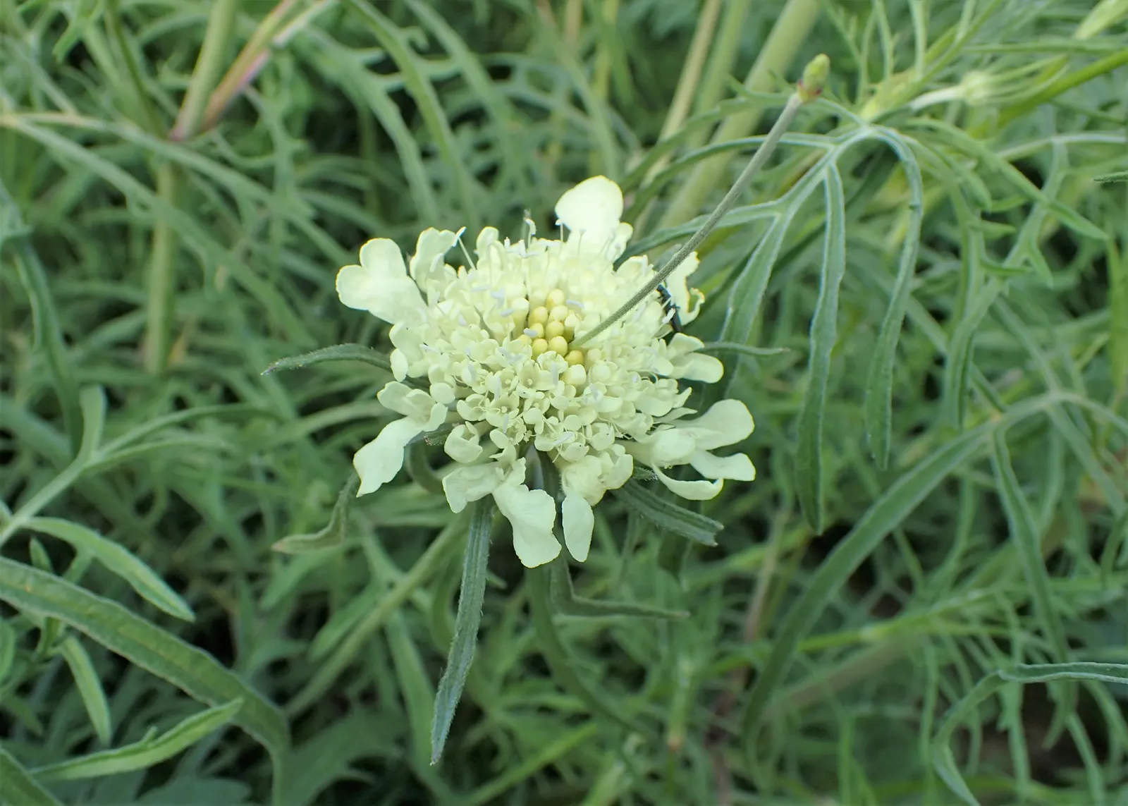 Pin-Cushion Flower (Scabiosa Ochroleuca) — and its attraction to pollinators such as butterflies and bees