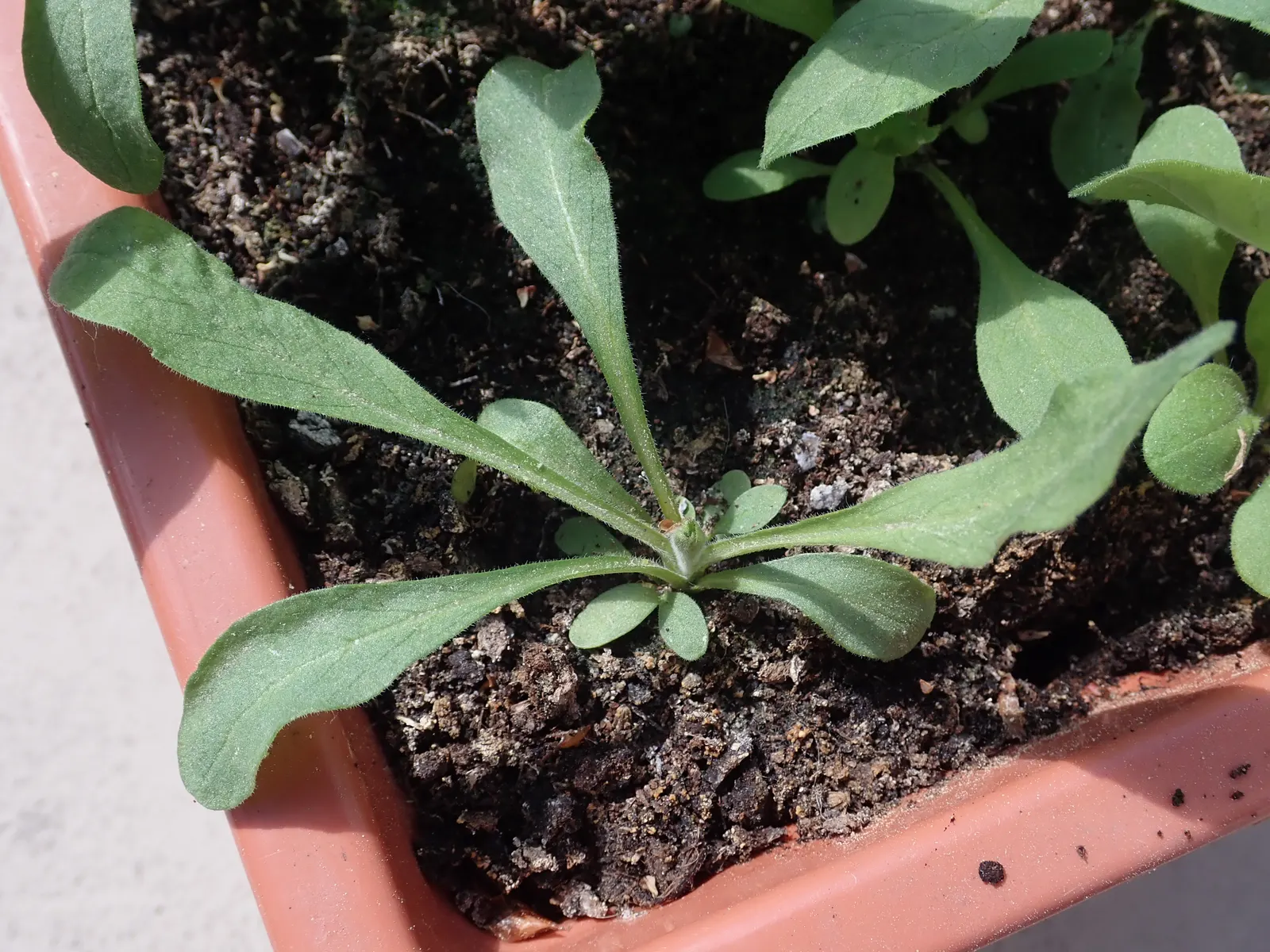 Pin-Cushion Flower (Scabiosa Ochroleuca) — bringing a prolonged period of interest to the garden.<br><br>For optimal growth; they thrive in full sun and