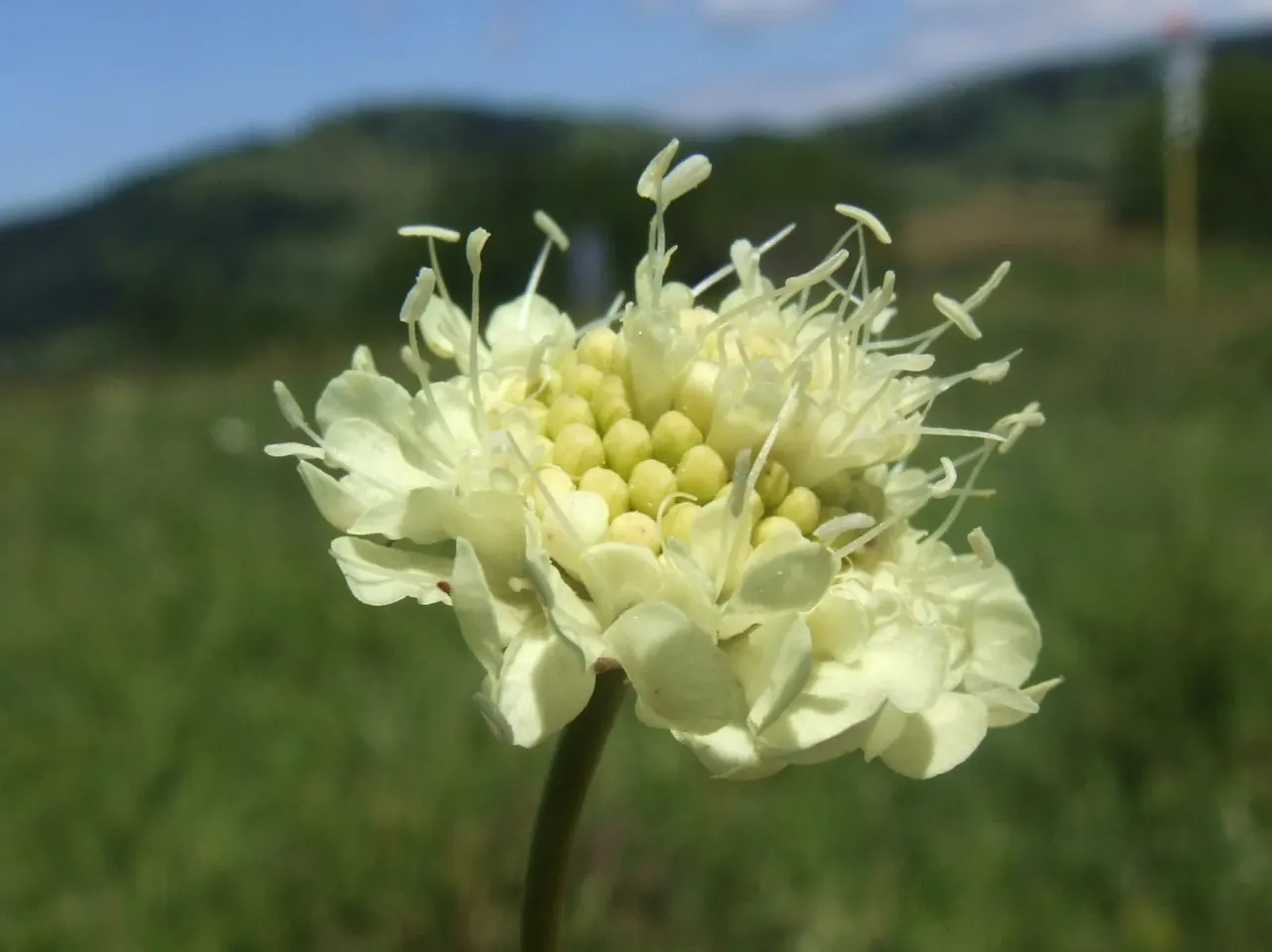 Pin-Cushion Flower (Scabiosa Ochroleuca) — with an overall grayish-green tint; and its attraction to pollinators such as butterflies and bees, image 59