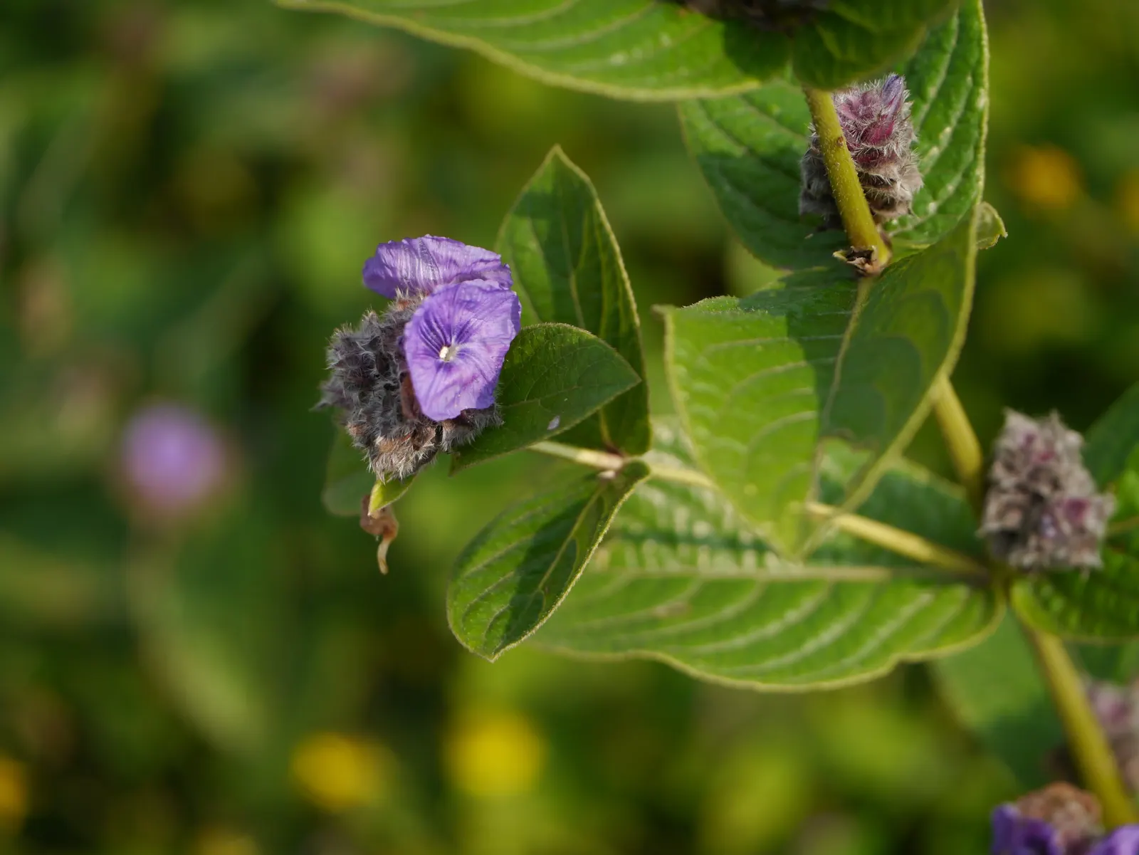 Pin-Cushion Flower (Scabiosa Ochroleuca) — imitating pins stuck in a cushion; bringing a prolonged period of interest to the garden.<br><br>For, image 55