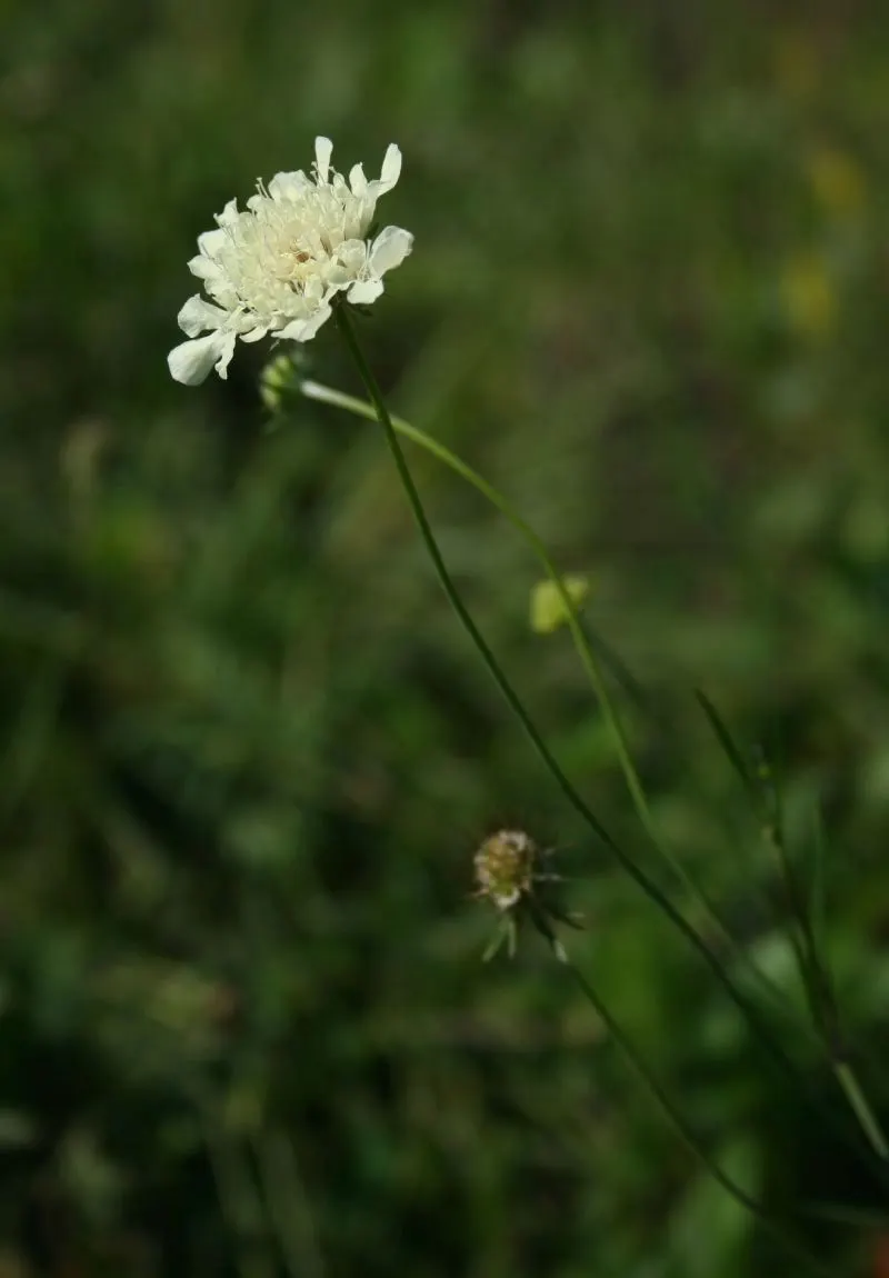 Pin-Cushion Flower (Scabiosa Ochroleuca) — The Pin-Cushion Flower, Scabiosa ochroleuca, is a charming perennial reaching heights of 24-36 inches