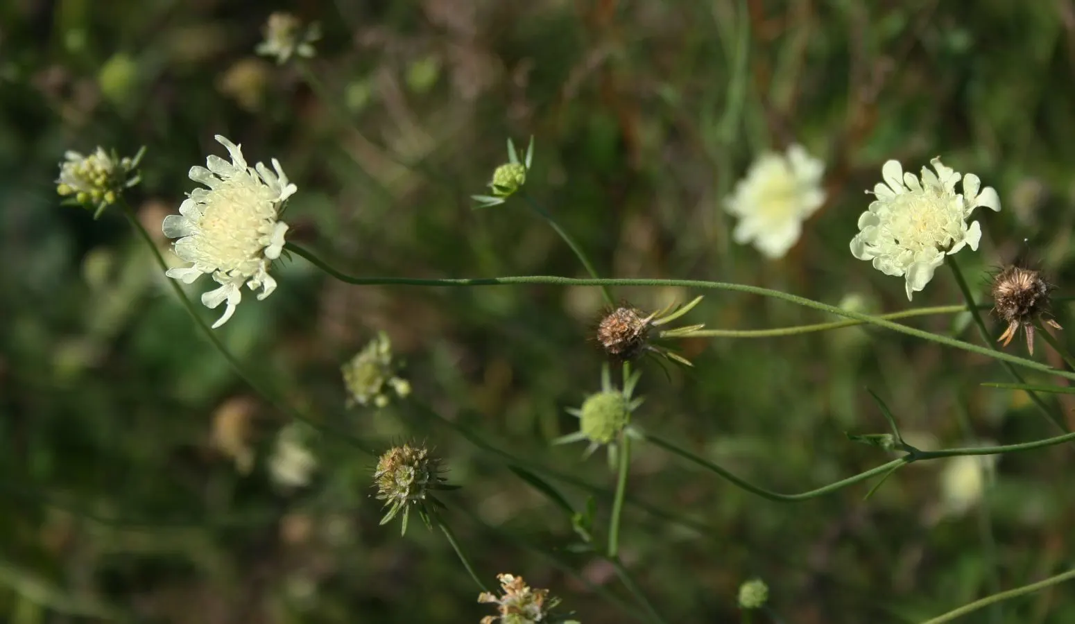 Pin-Cushion Flower (Scabiosa Ochroleuca) — and its attraction to pollinators such as butterflies and bees; scabiosa ochroleuca prefers well-drained soil and a