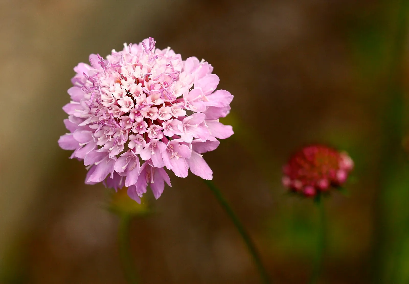 Pin-Cushion Flower (Scabiosa Ochroleuca) — Adding to its appeal is its hardiness; the Pin-Cushion Flower, Scabiosa ochroleuca, is a charming, image 86