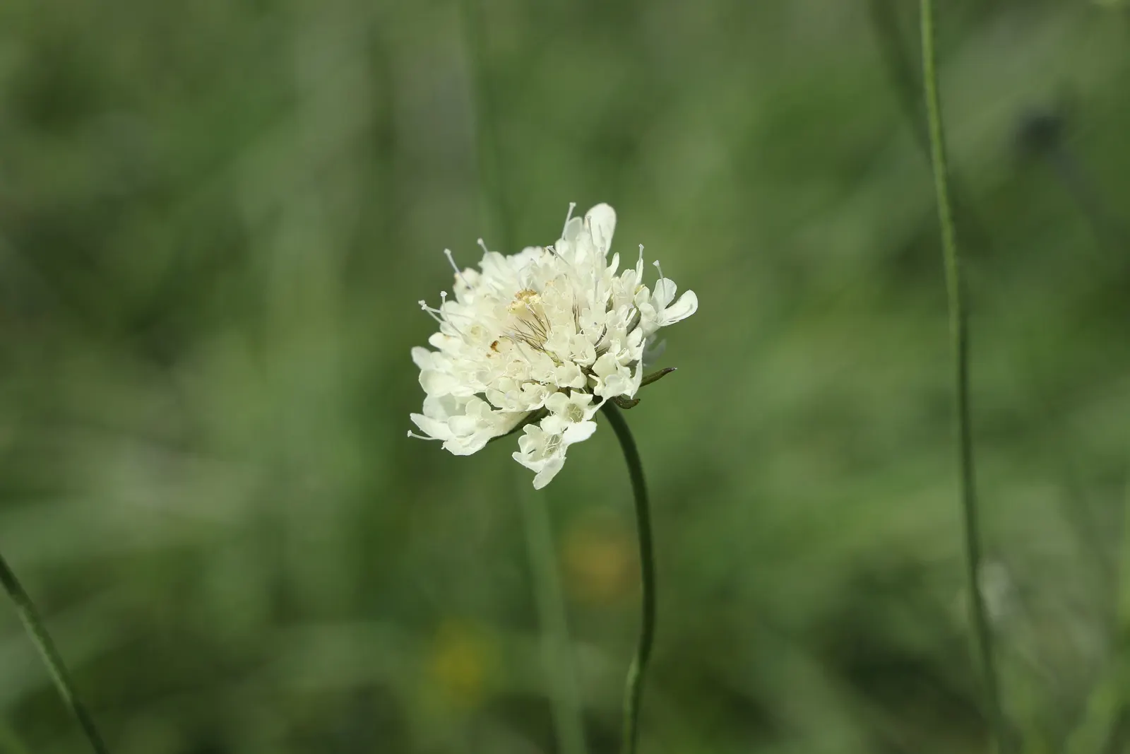 Pin-Cushion Flower (Scabiosa Ochroleuca) — The foliage consists of compound green leaves, image 81