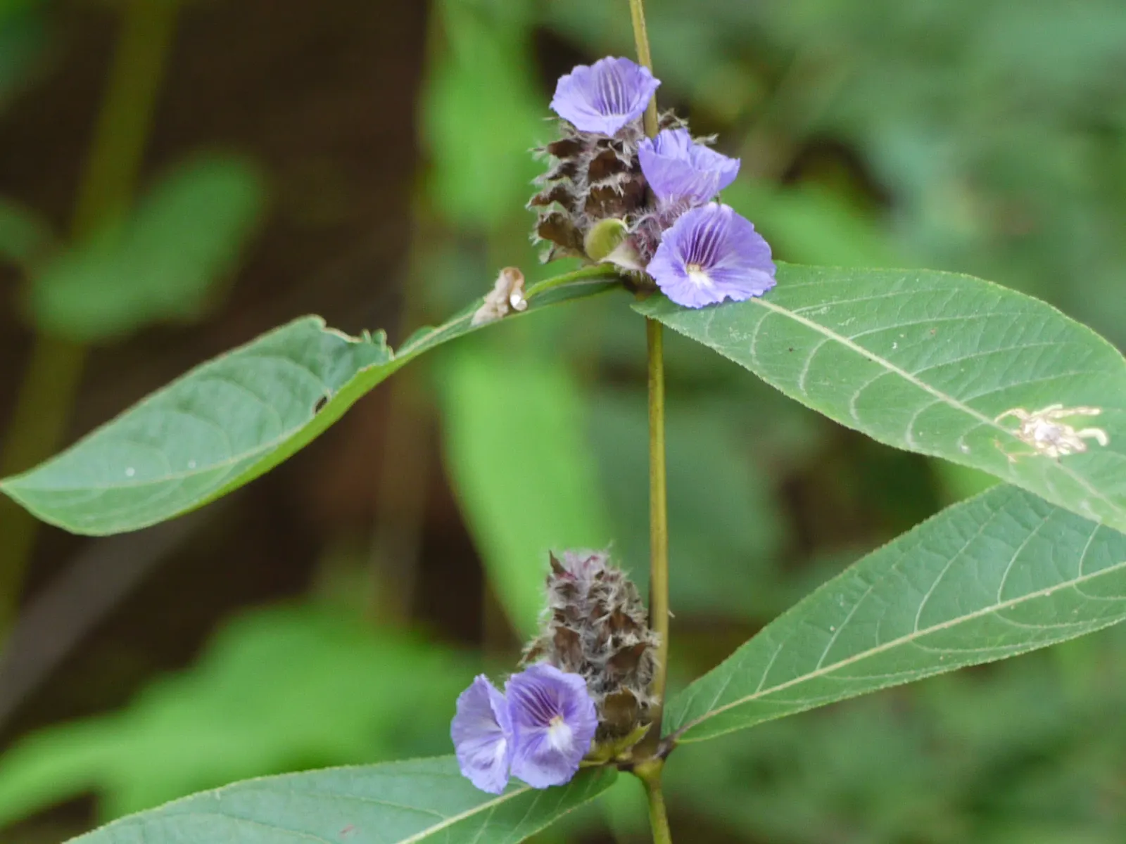 Pin-Cushion Flower (Scabiosa Ochroleuca) — The foliage consists of compound green leaves, image 58