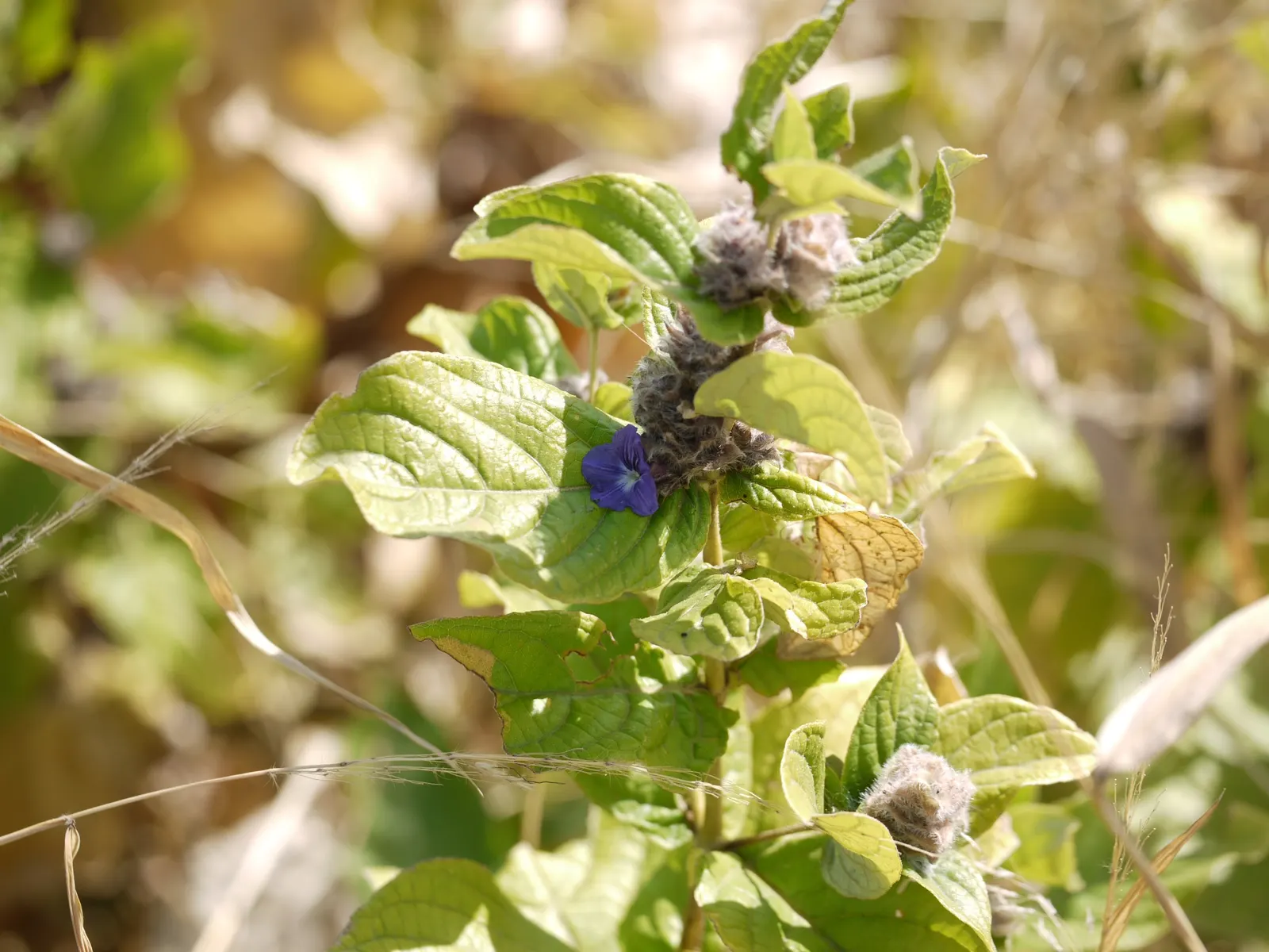 Pin-Cushion Flower (Scabiosa Ochroleuca) — Regular deadheading can encourage further flowering and prevent self-seeding if not desired; adding to, image 62