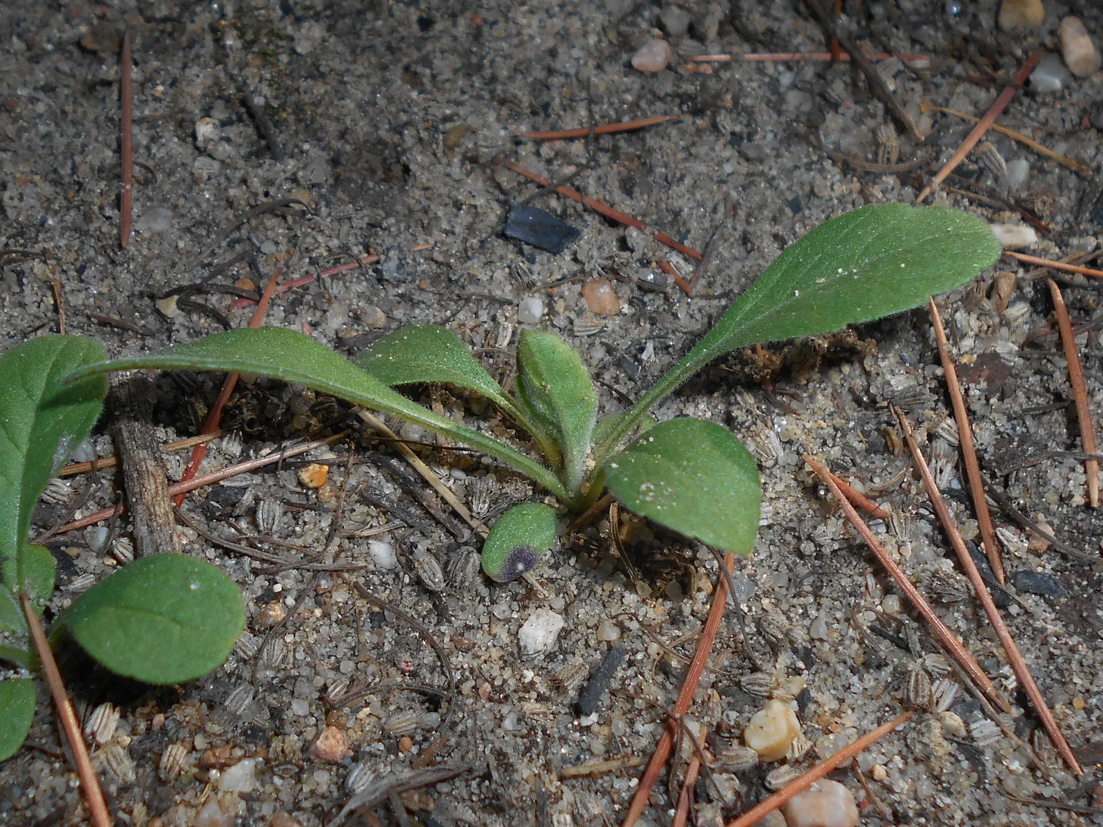 Pin-Cushion Flower (Scabiosa Ochroleuca) — perennial with white blooms; with an overall grayish-green tint, image 91