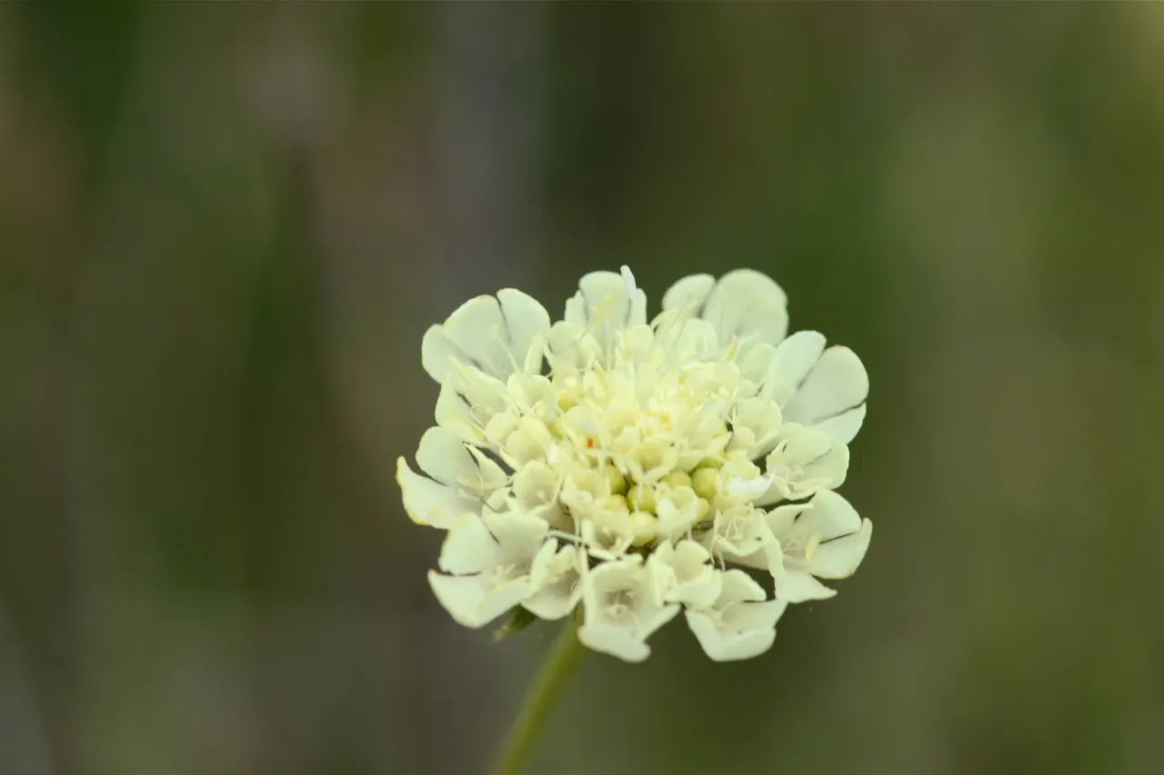Pin-Cushion Flower (Scabiosa Ochroleuca) — Each individual flower spans about 1.5 to 2 inches across; white flowers in the garden, image 102