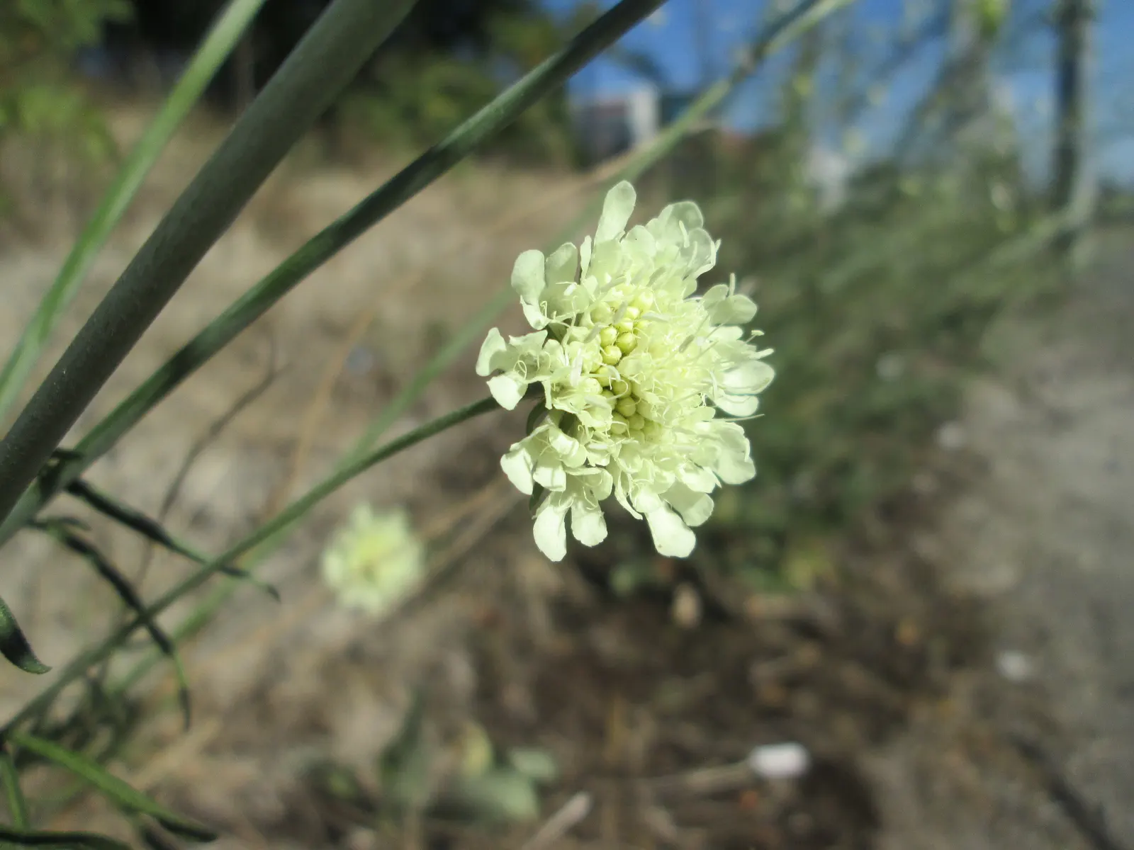 Pin-Cushion Flower (Scabiosa Ochroleuca) — this plant is perfect for borders and attracts pollinators; its unique creamy-yellow blooms resemble pin cushions