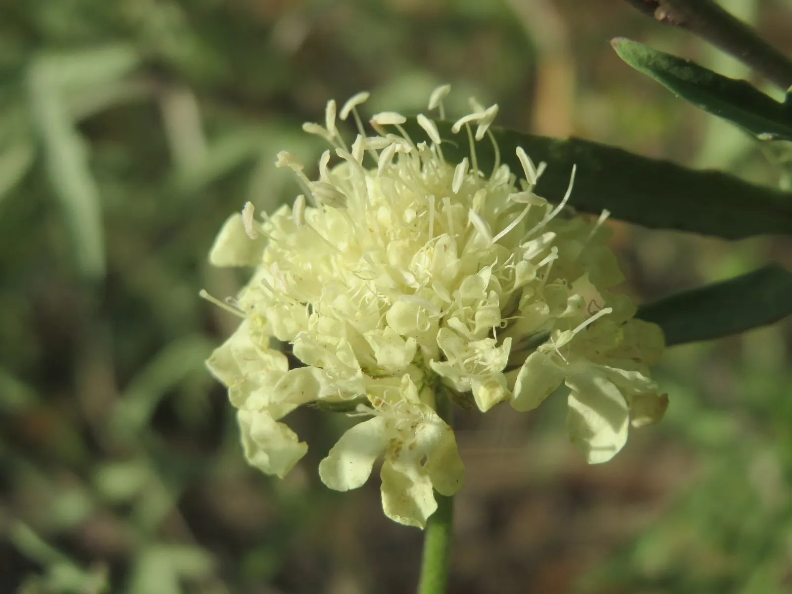 Pin-Cushion Flower (Scabiosa Ochroleuca) — is a perennial herbaceous plant cherished for its charming; scientifically recognized as Scabiosa ochroleuca