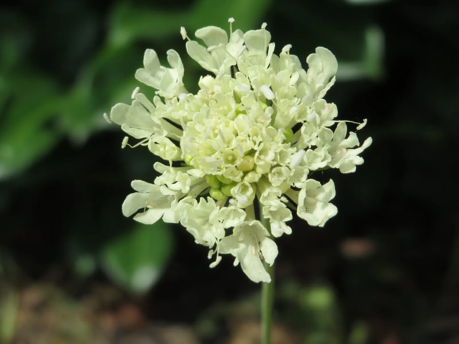 Pin-Cushion Flower (Scabiosa Ochroleuca) — Space plants approximately 12-18 inches apart for a stunning display; regular deadheading can encourage, image 52