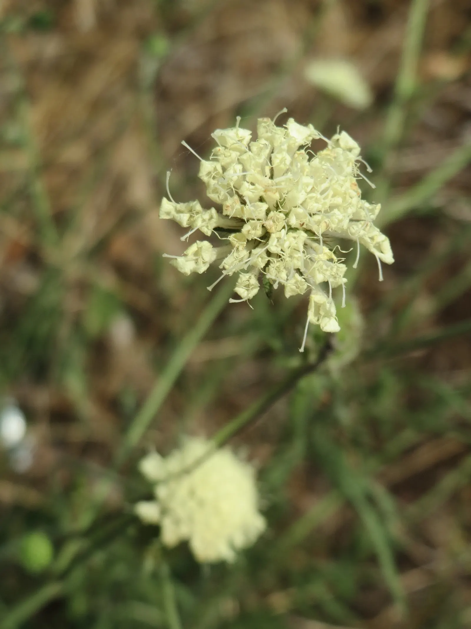 Pin-Cushion Flower (Scabiosa Ochroleuca) — white flowers in the garden; space plants approximately 12-18 inches apart for a stunning display, image 113