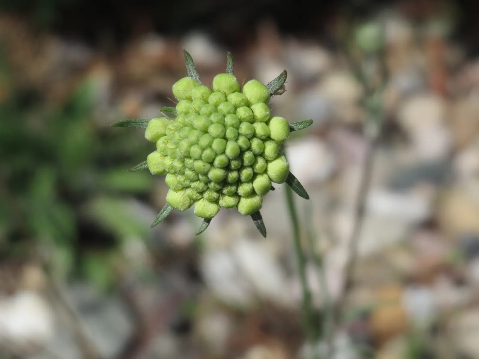 Pin-Cushion Flower (Scabiosa Ochroleuca) — with an overall grayish-green tint; and its attraction to pollinators such as butterflies and bees