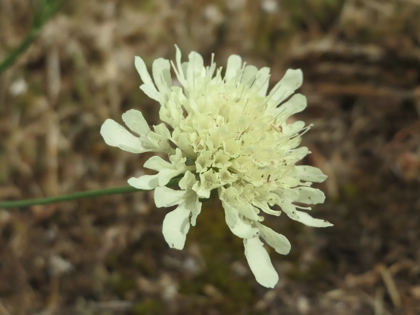 Pin-Cushion Flower (Scabiosa Ochroleuca) — Adding to its appeal is its hardiness; the Pin-Cushion Flower, Scabiosa ochroleuca, is a charming, image 63